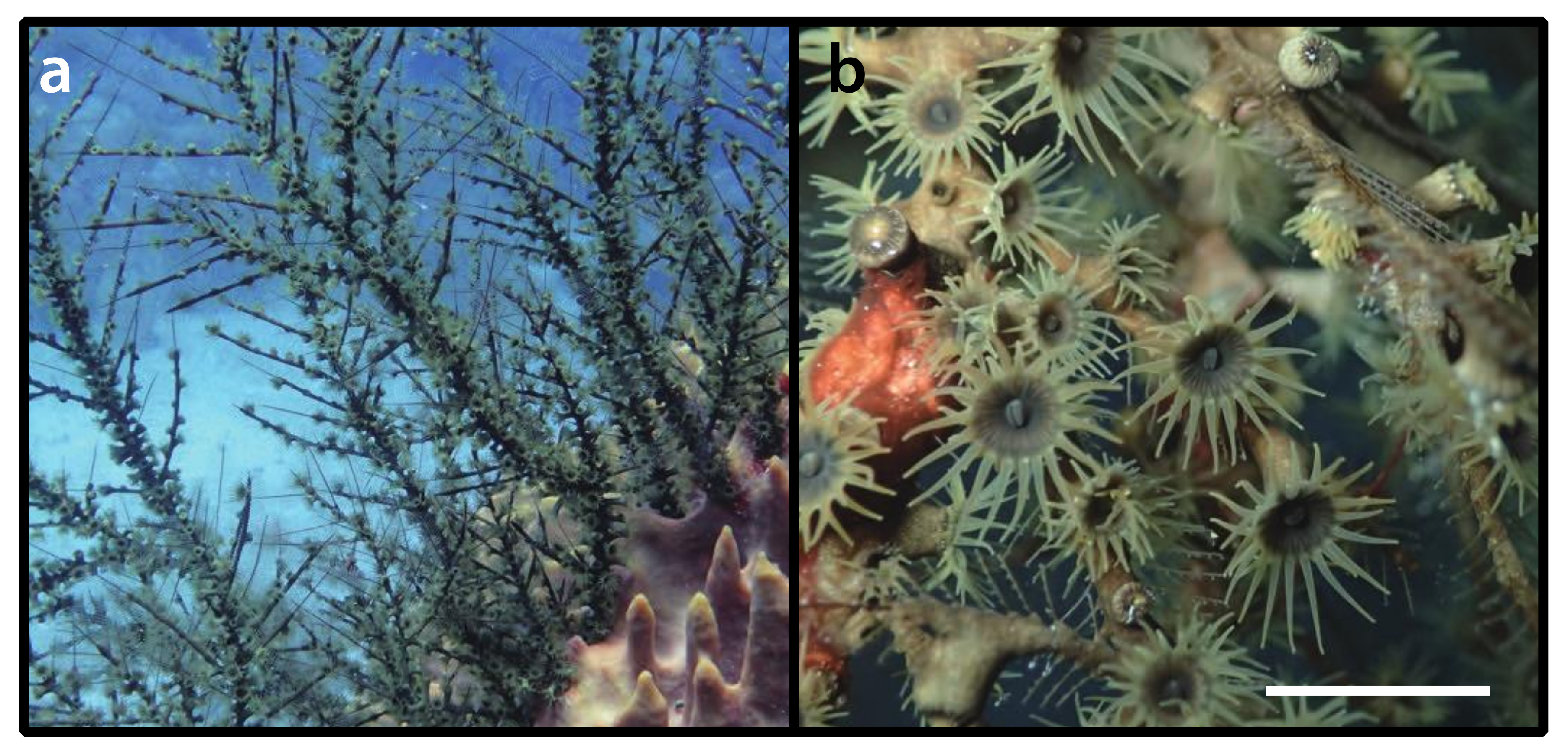 Diversity 12 00190 g015 Diversity 12 00190 g015