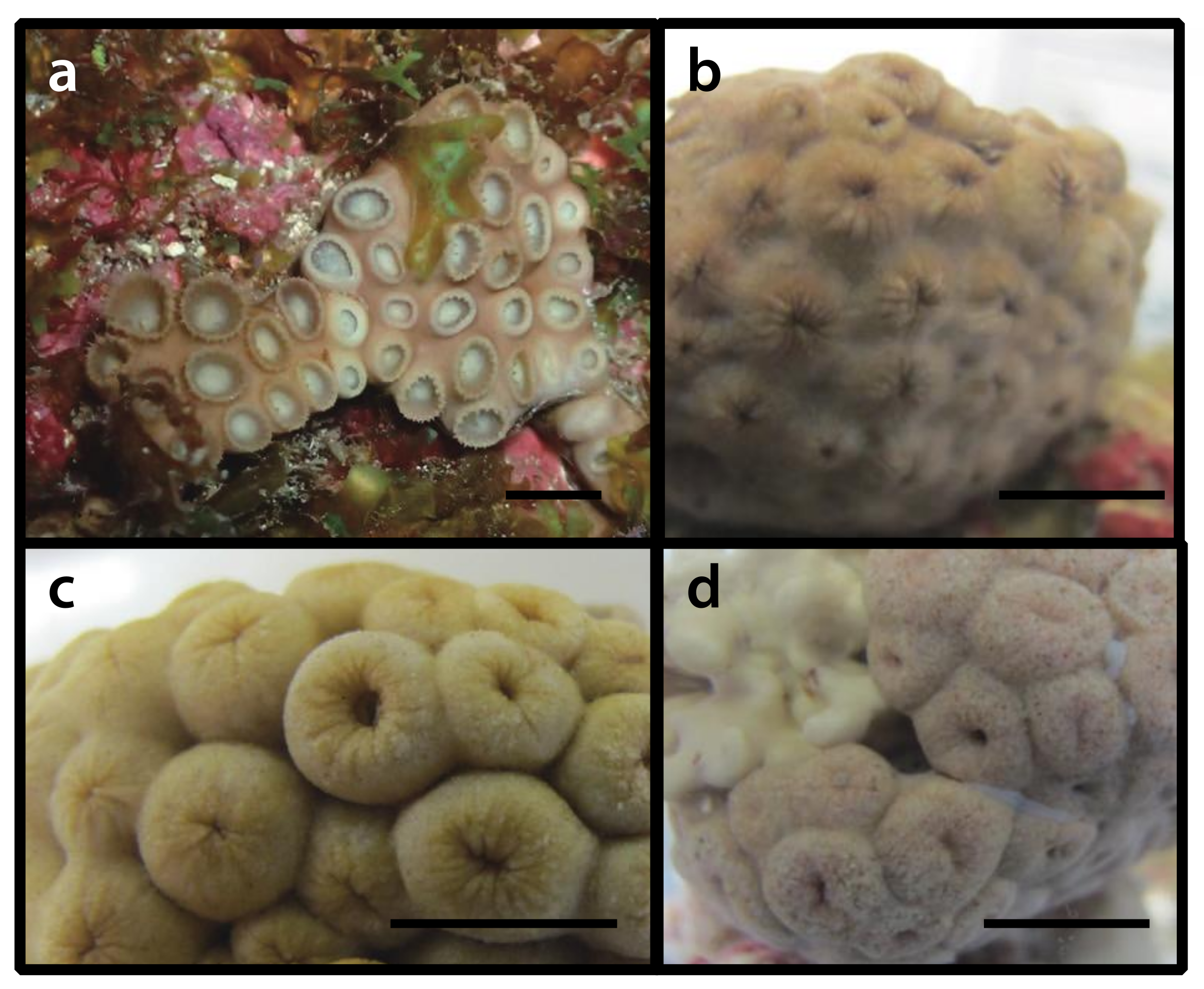 Diversity 12 00190 g017 Diversity 12 00190 g017