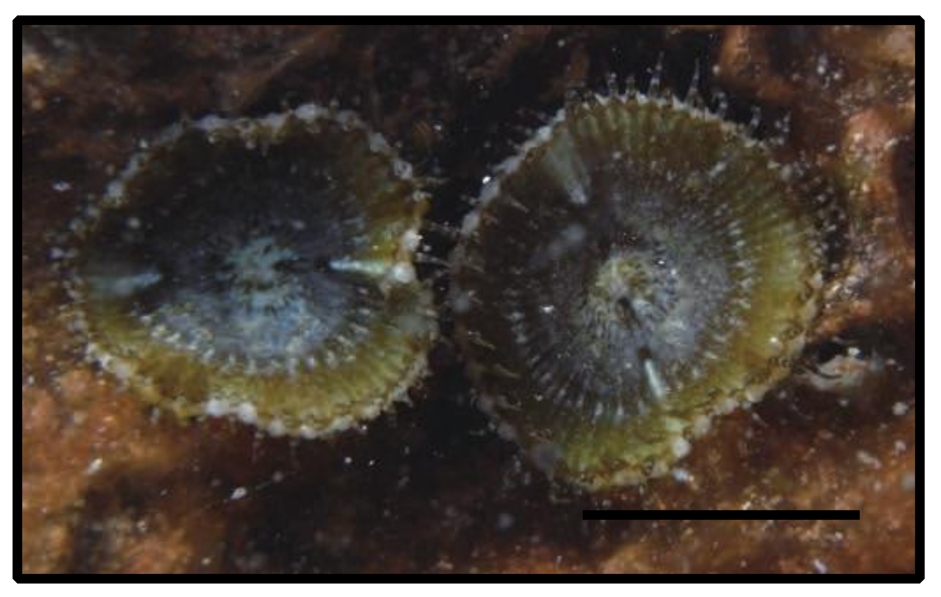 Diversity 12 00190 g020 Diversity 12 00190 g020