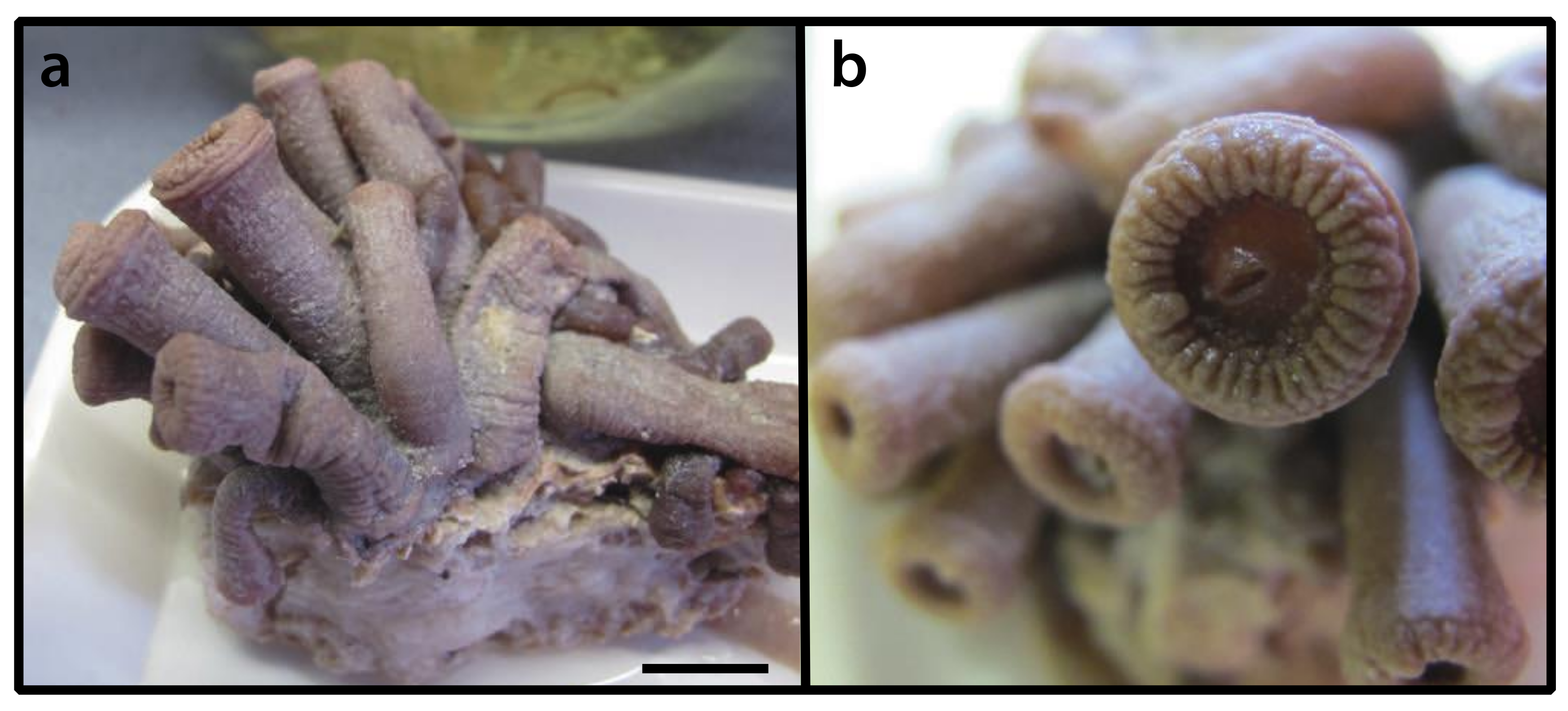 Diversity 12 00190 g021 Diversity 12 00190 g021