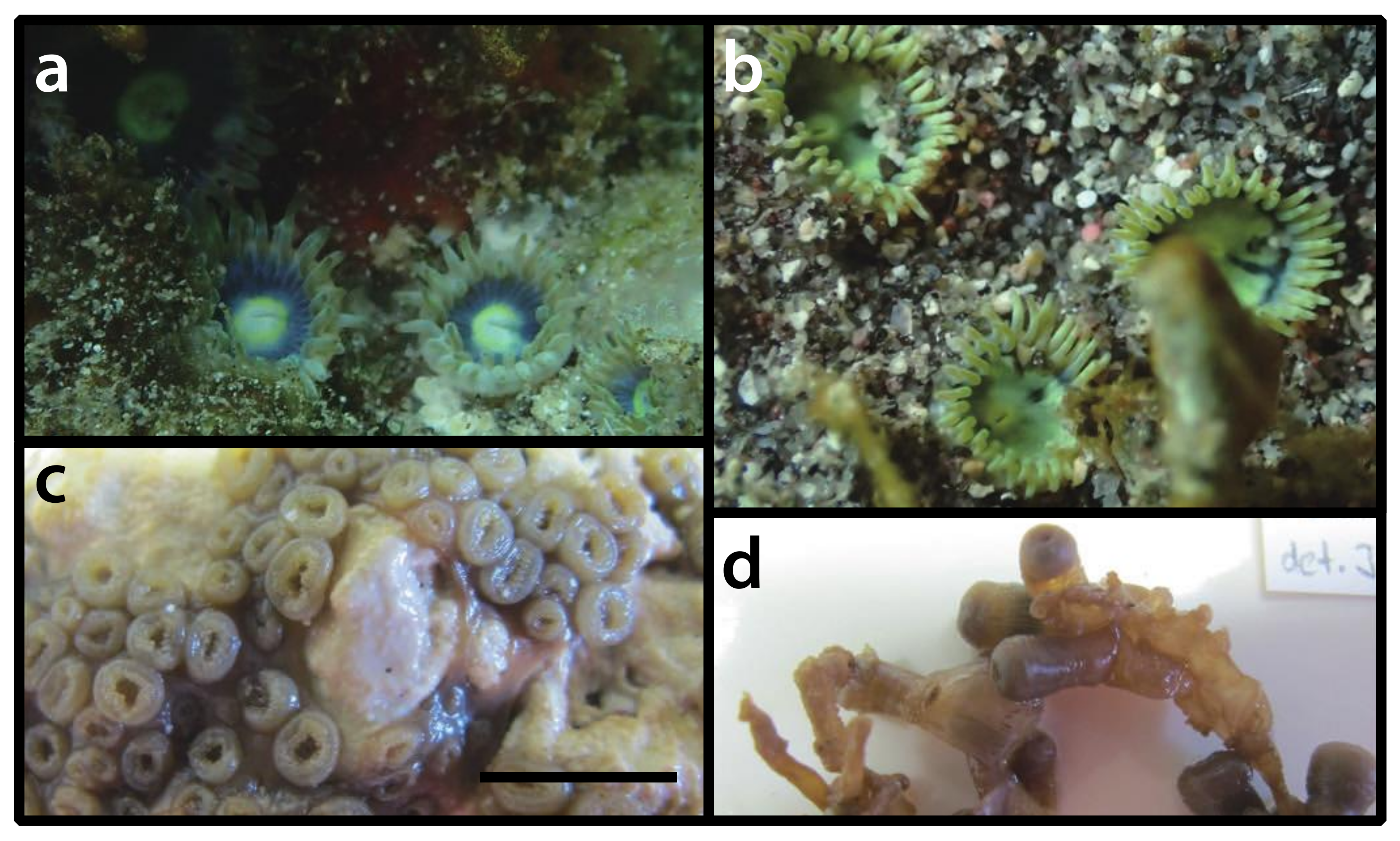 Diversity 12 00190 g023 Diversity 12 00190 g023