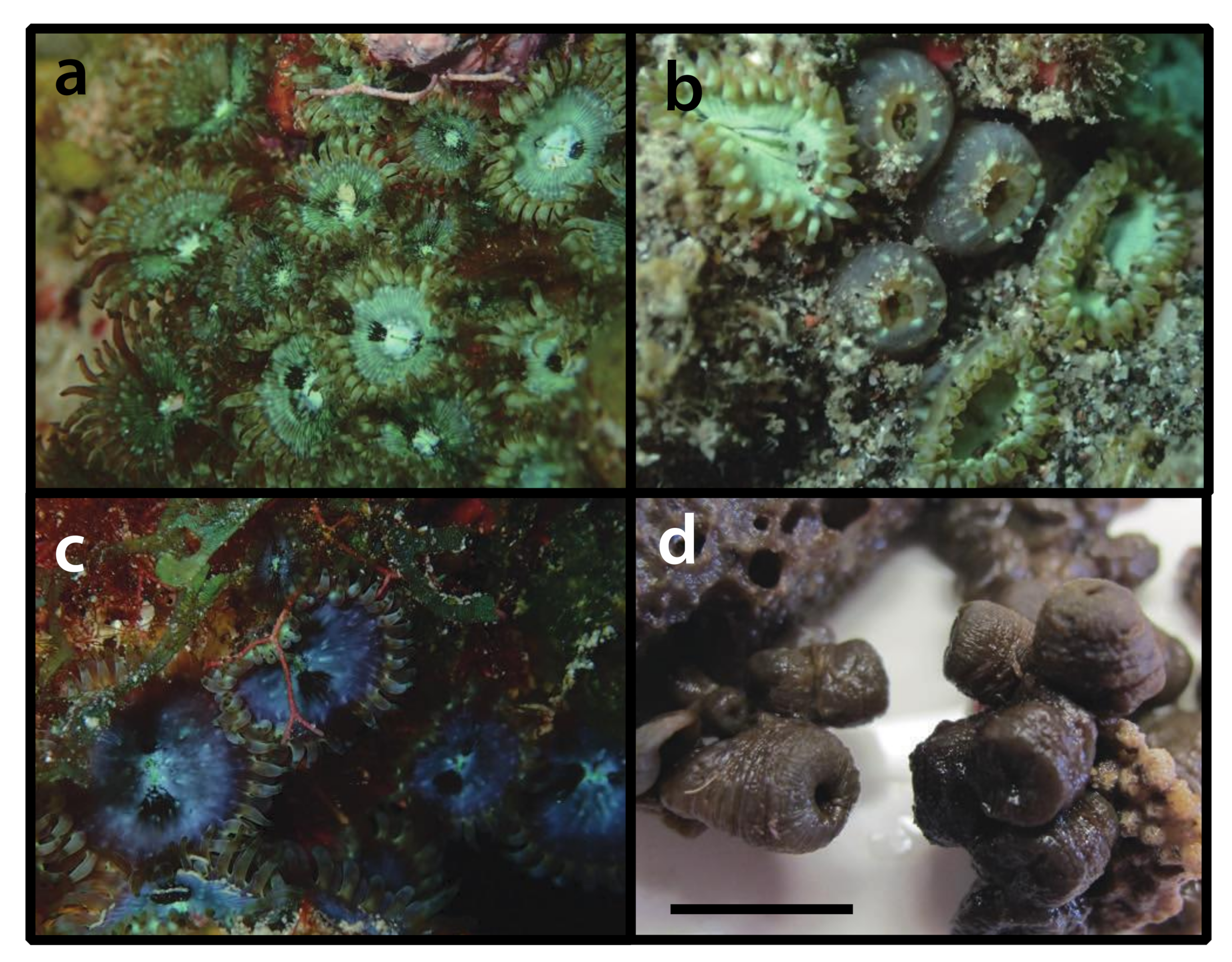 Diversity 12 00190 g024 Diversity 12 00190 g024