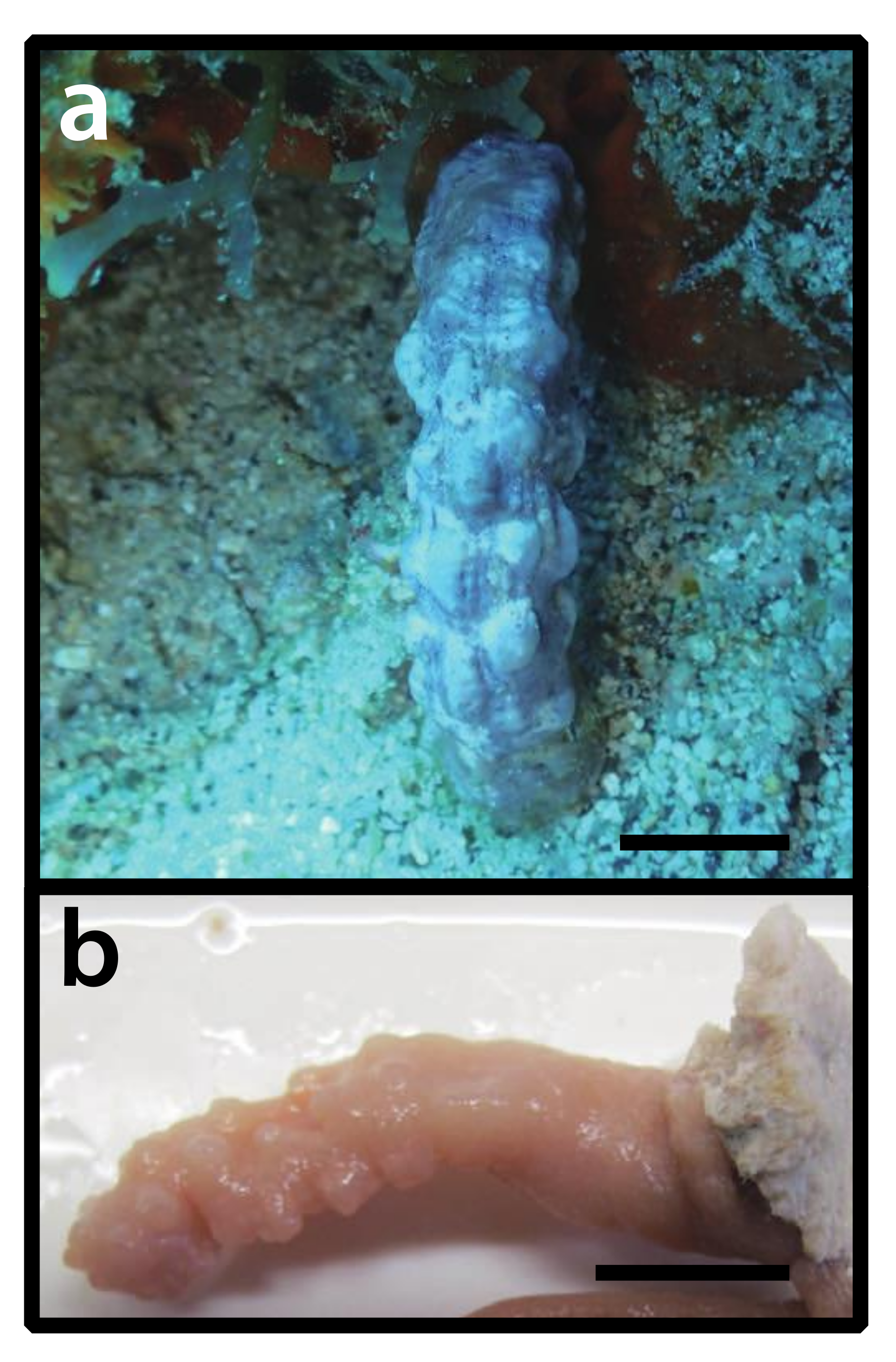 Diversity 12 00190 g026 Diversity 12 00190 g026