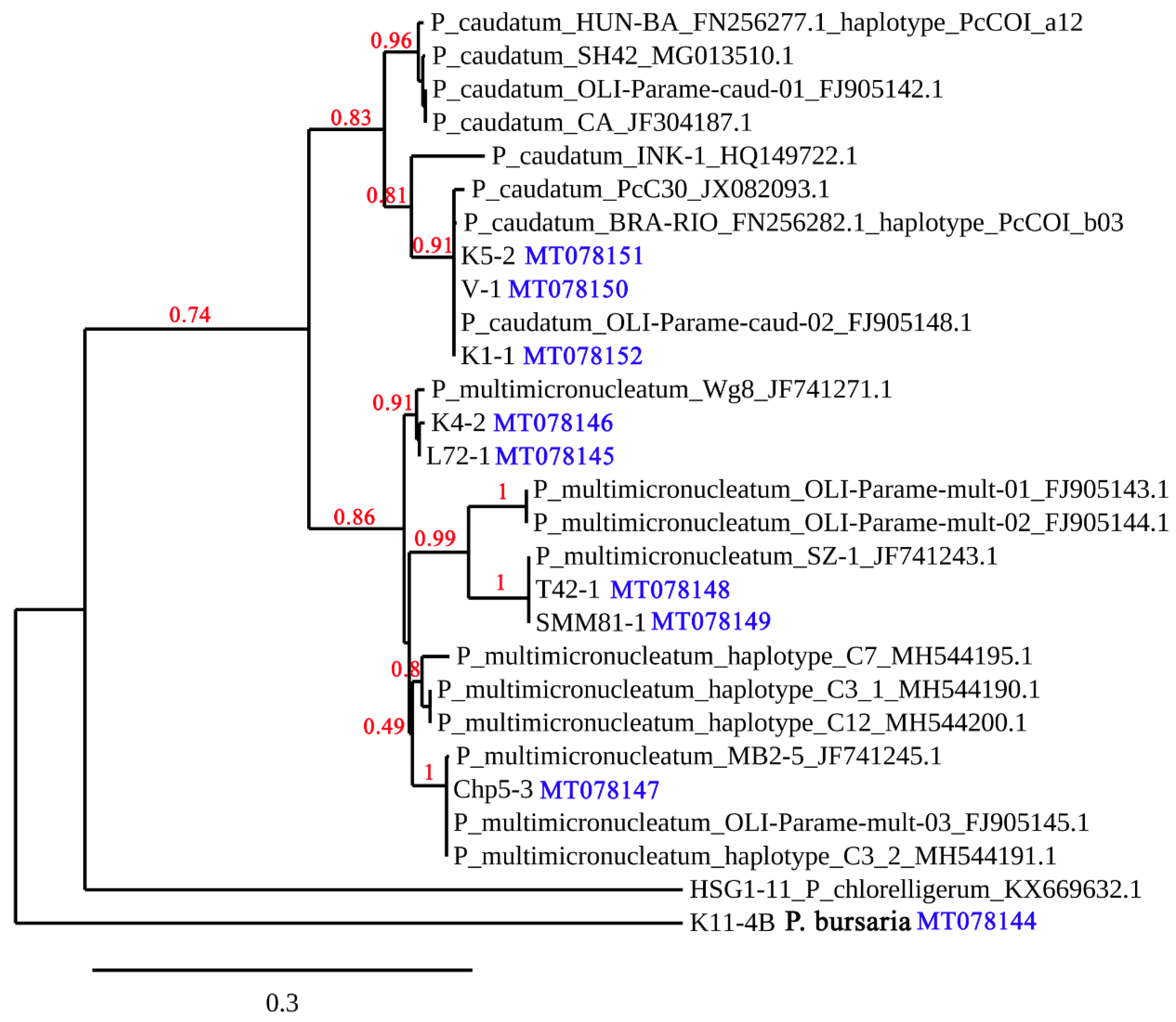 Diversity 12 00197 g002 Diversity 12 00197 g002