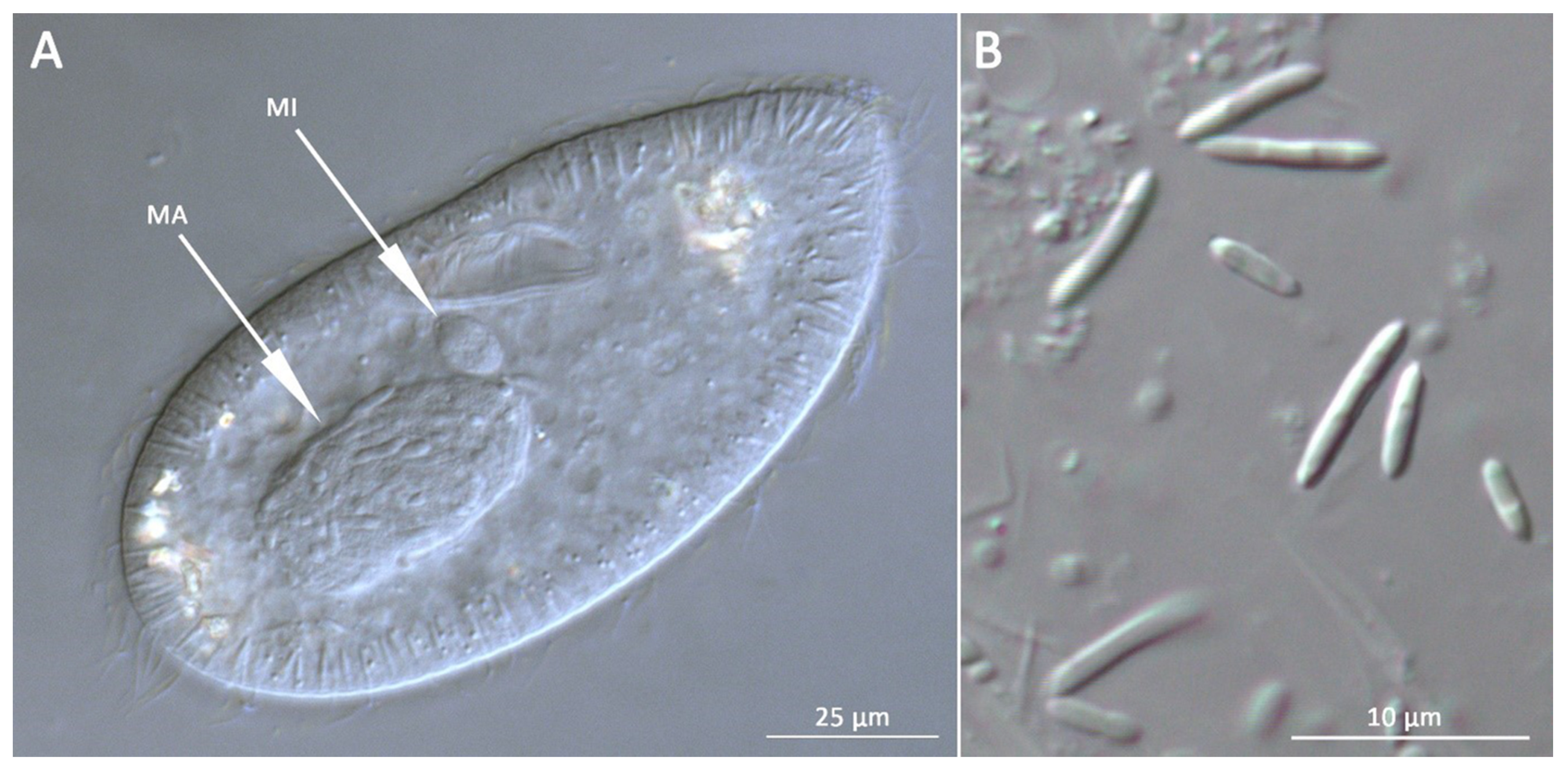 Diversity 12 00198 g001 Diversity 12 00198 g001