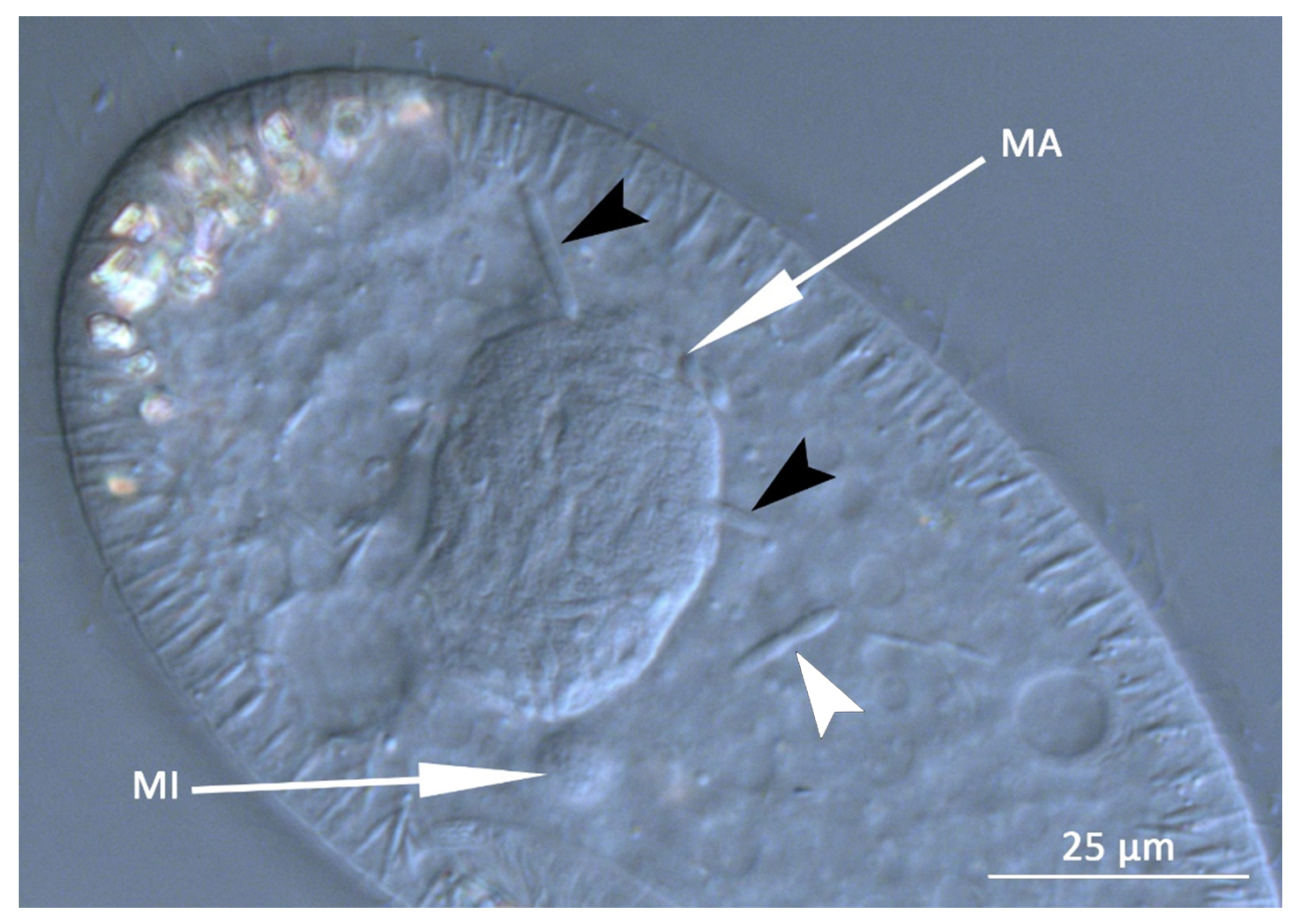 Diversity 12 00198 g002 Diversity 12 00198 g002