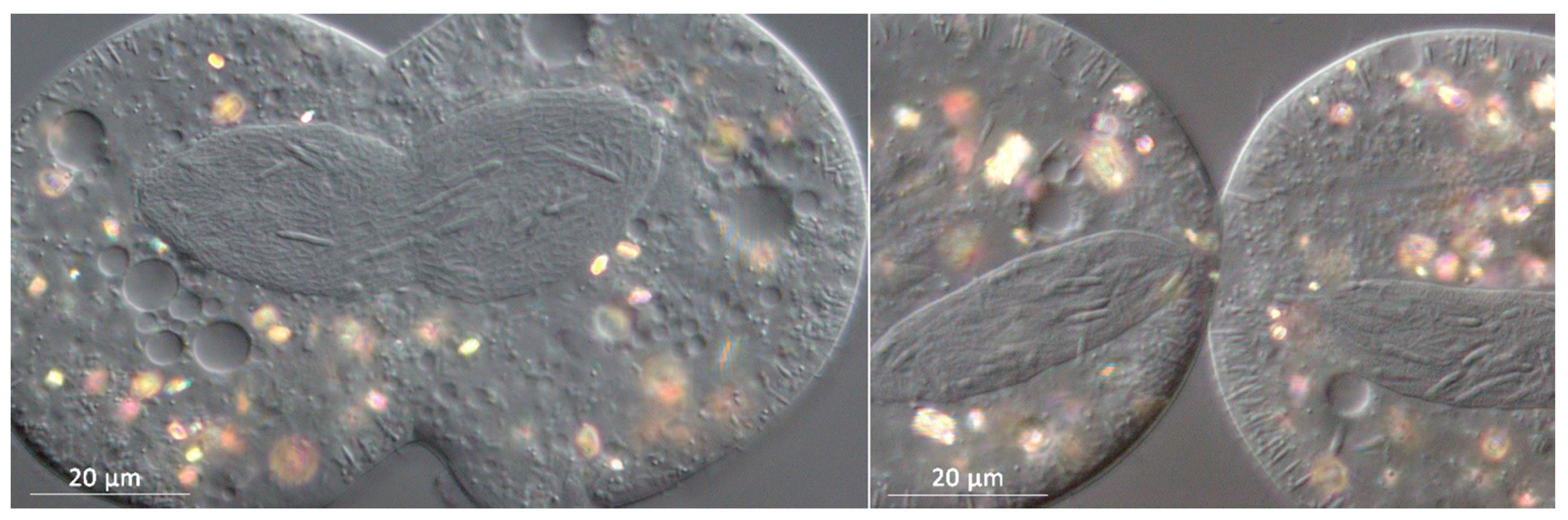 Diversity 12 00198 g003 Diversity 12 00198 g003