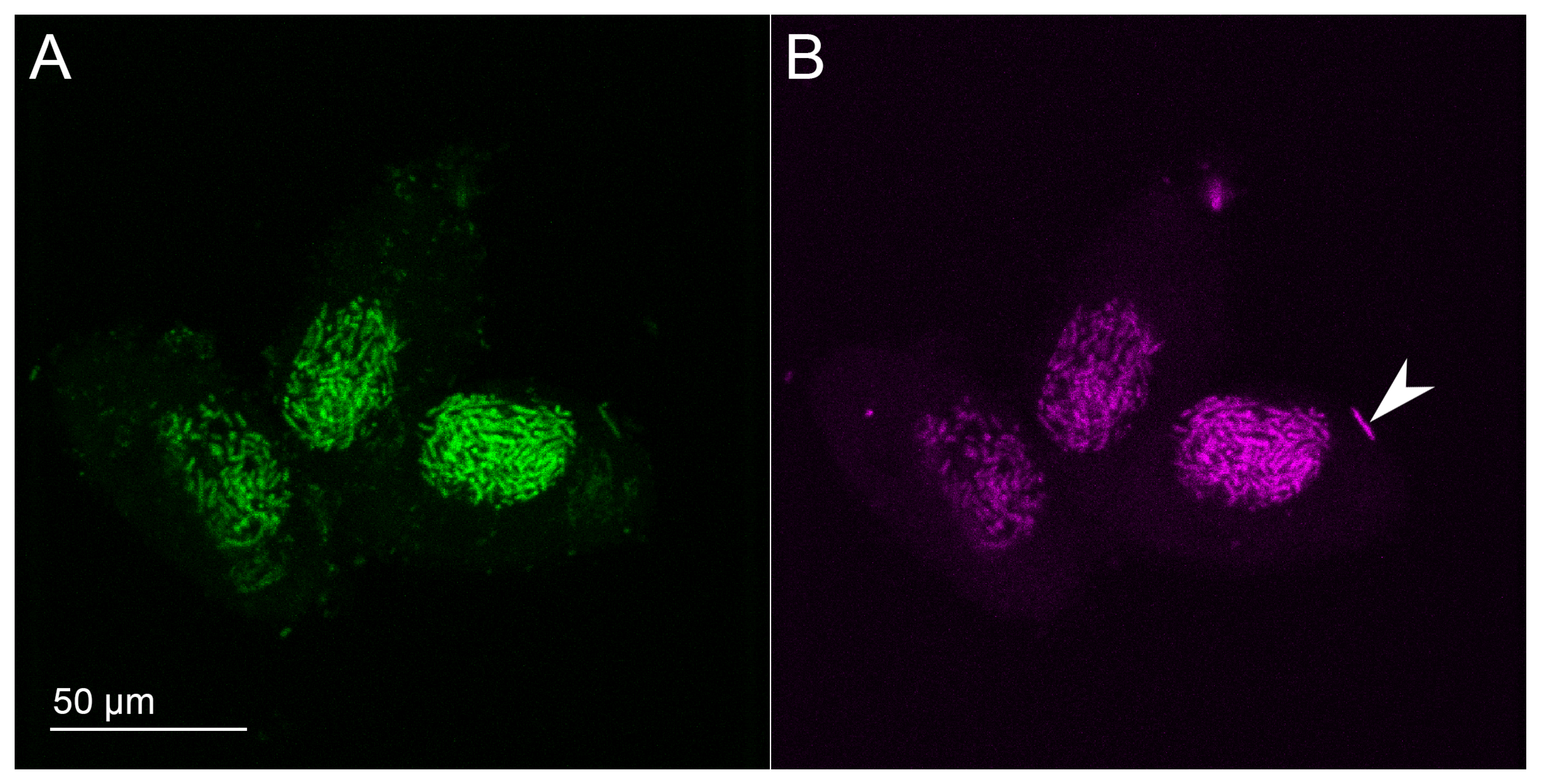 Diversity 12 00198 g004 Diversity 12 00198 g004