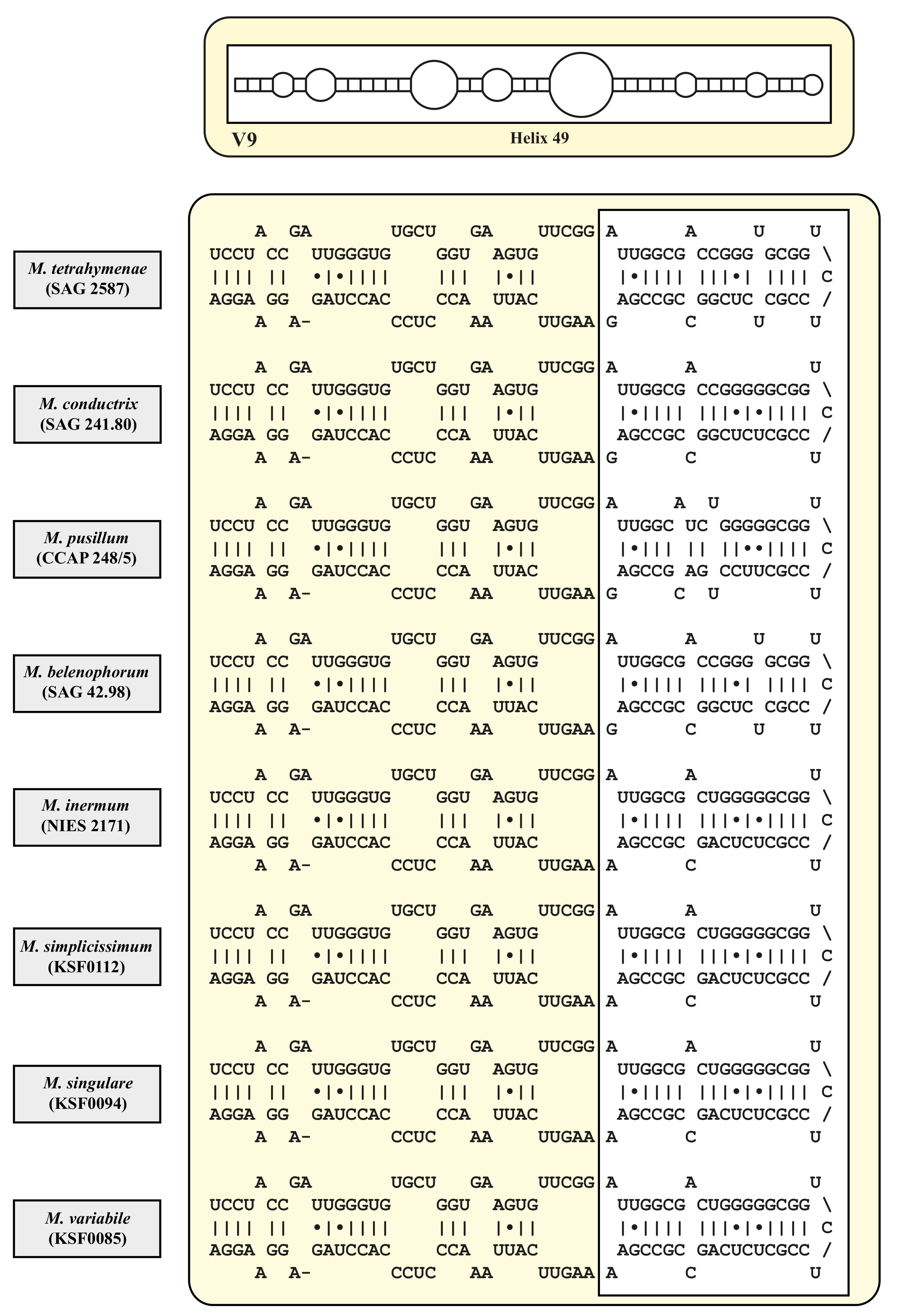 Diversity 12 00200 g003 Diversity 12 00200 g003