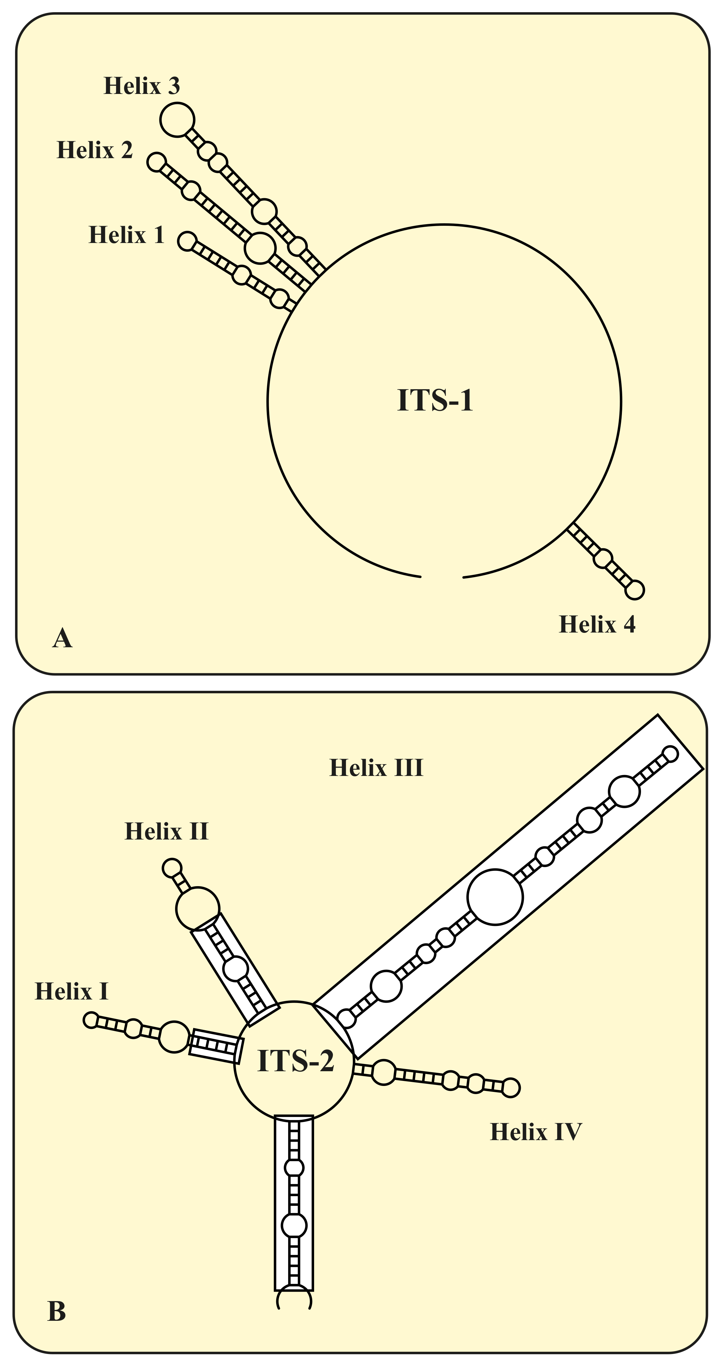 Diversity 12 00200 g004 Diversity 12 00200 g004