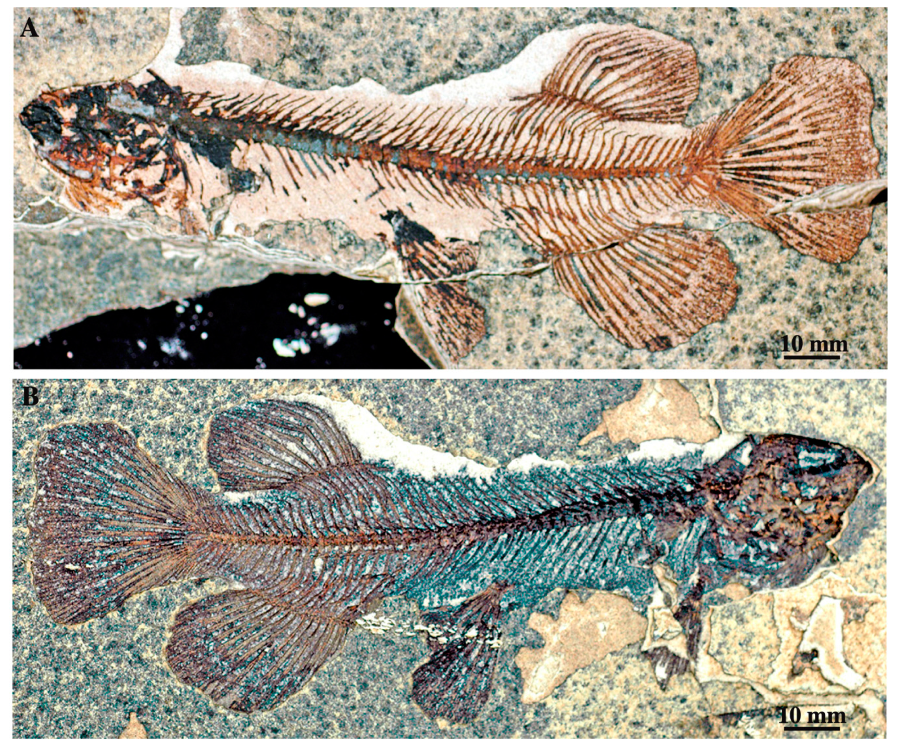 Diversity 12 00208 g002