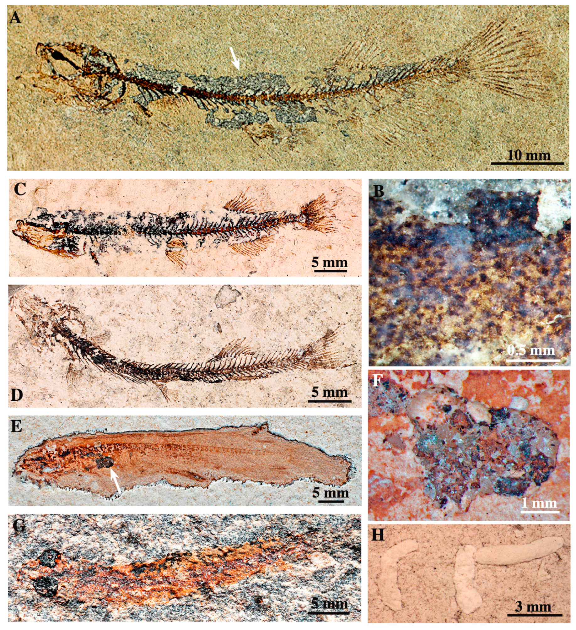 Diversity 12 00208 g003