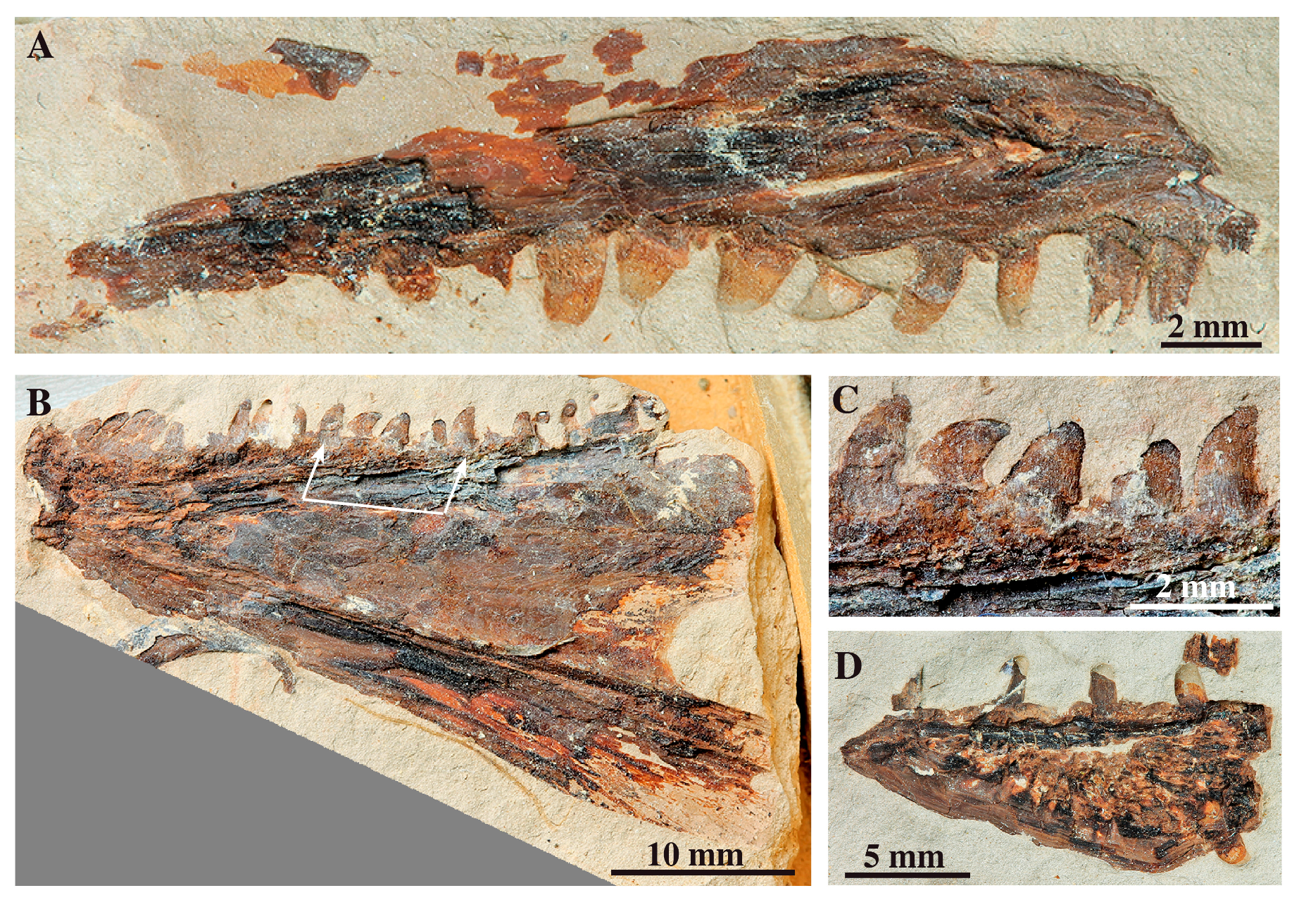 Diversity 12 00208 g004