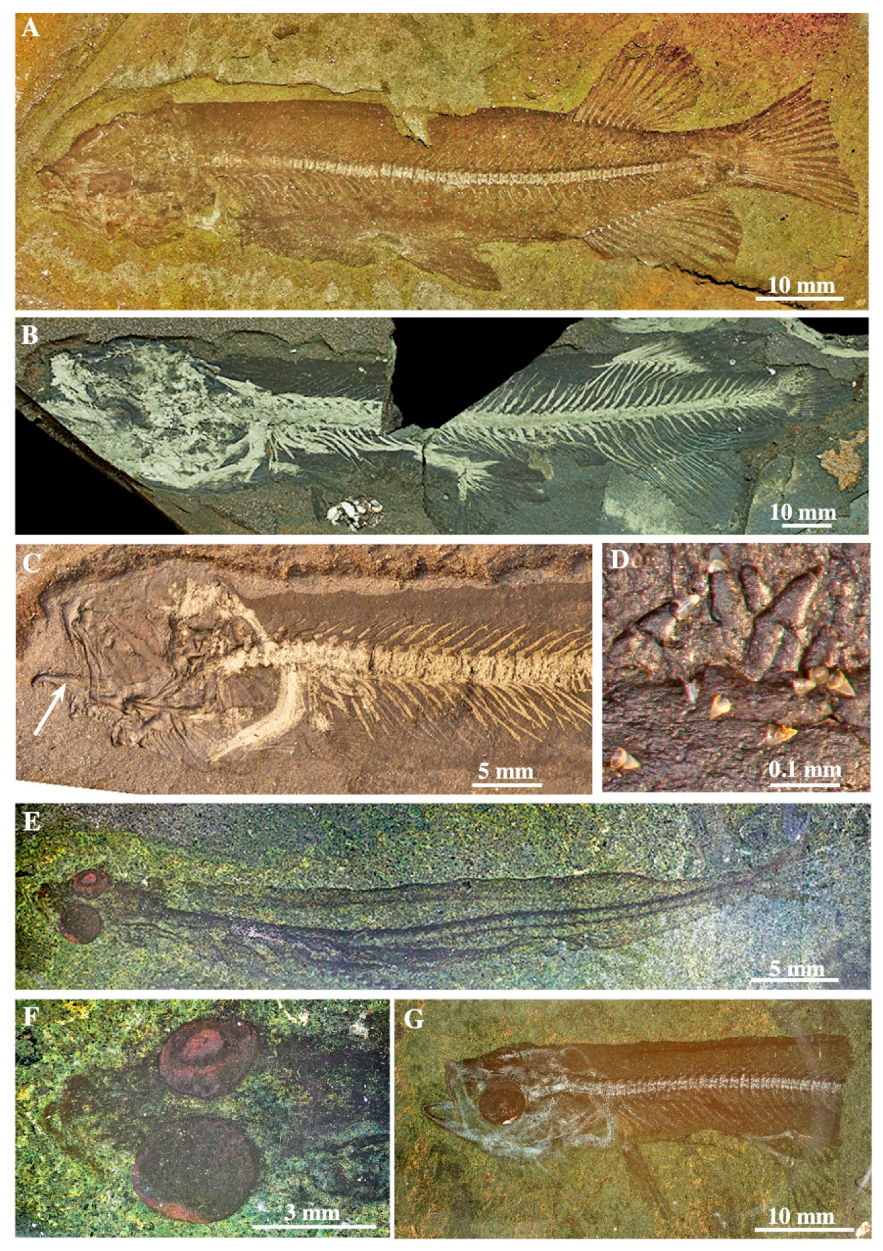 Diversity 12 00208 g005