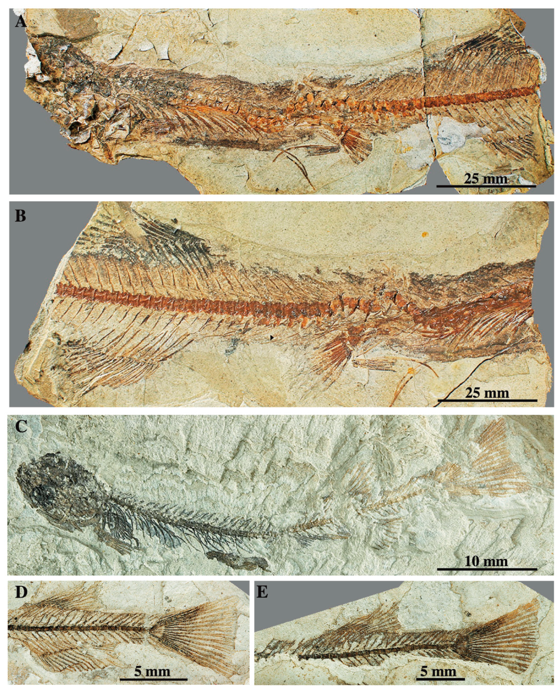 Diversity 12 00208 g006