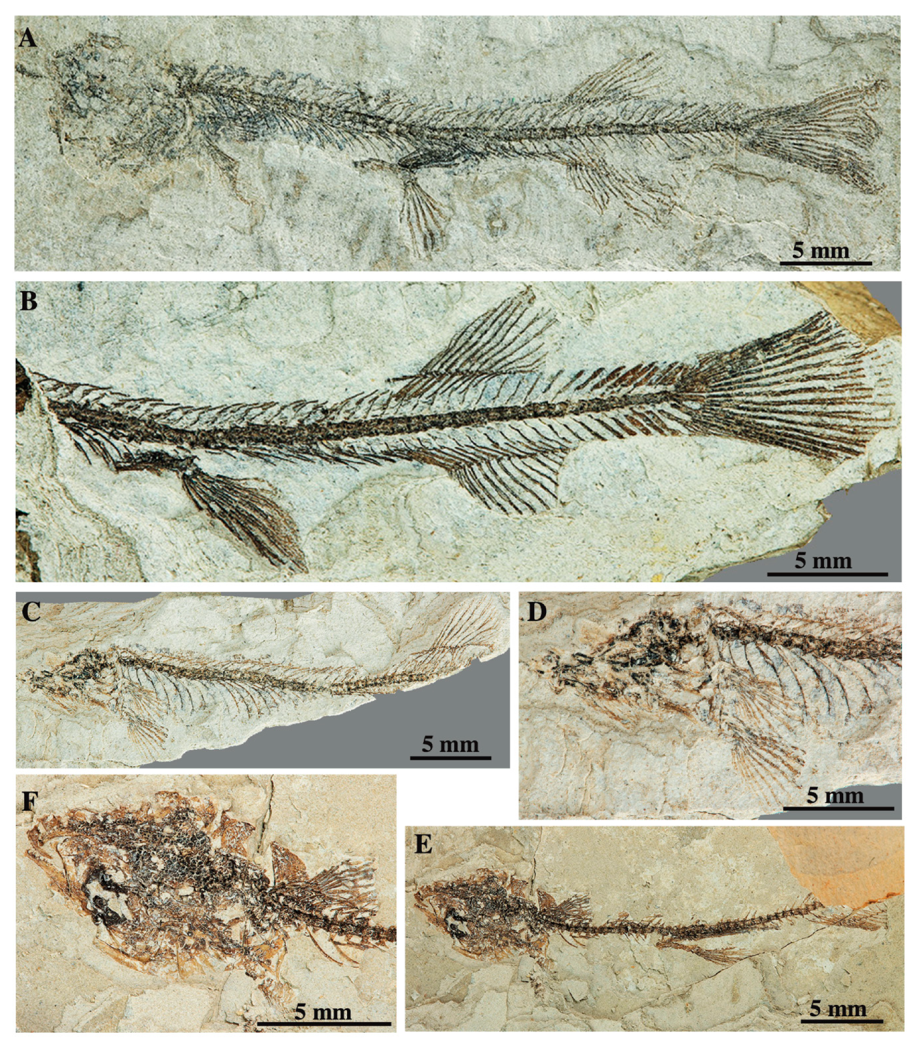 Diversity 12 00208 g007