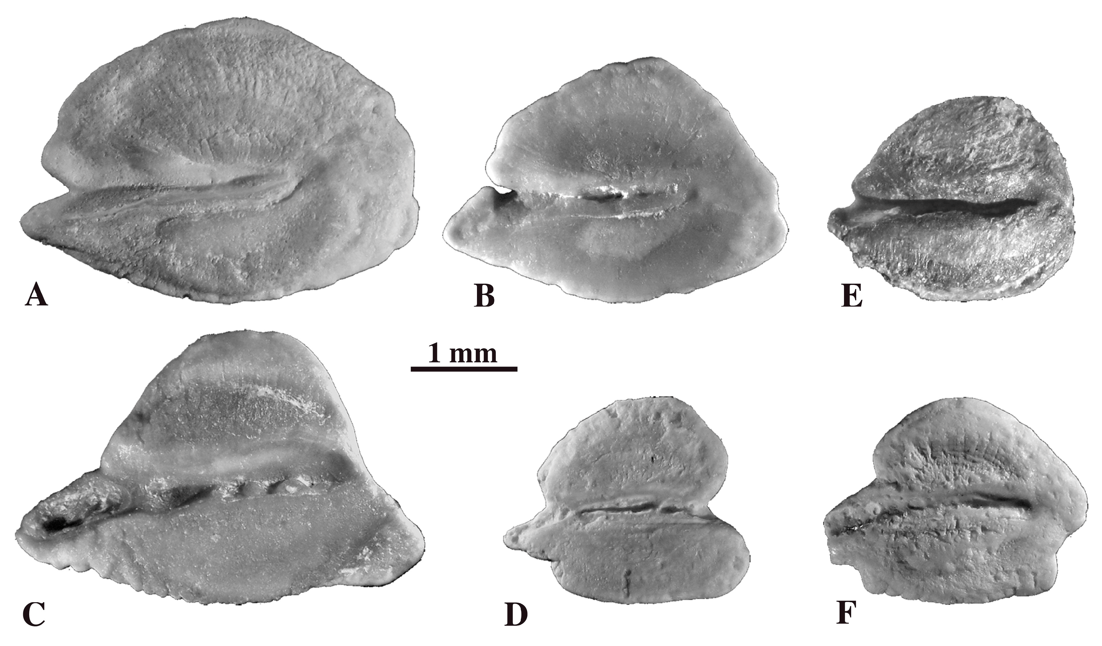 Diversity 12 00208 g008