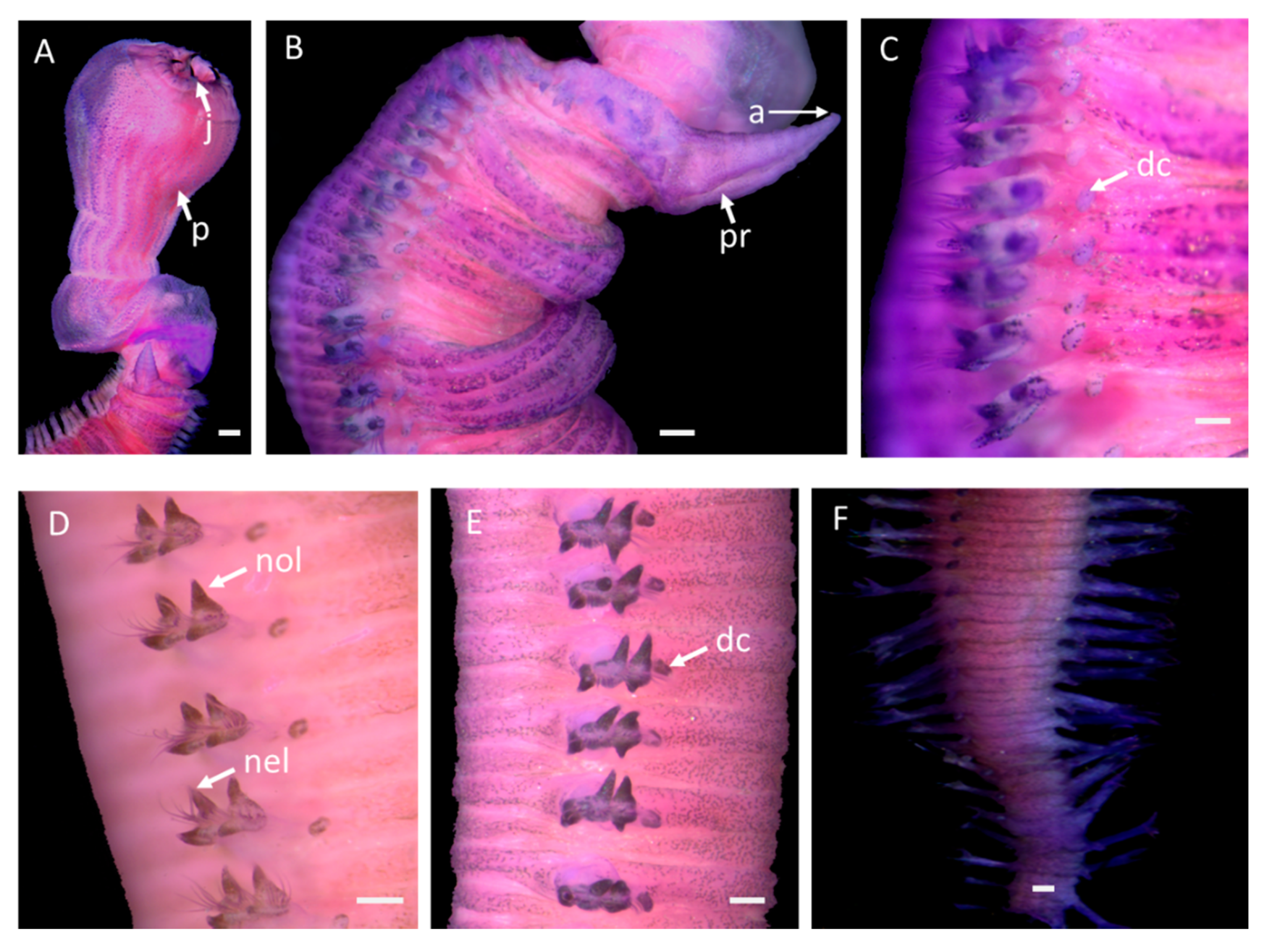 Diversity 12 00213 g002