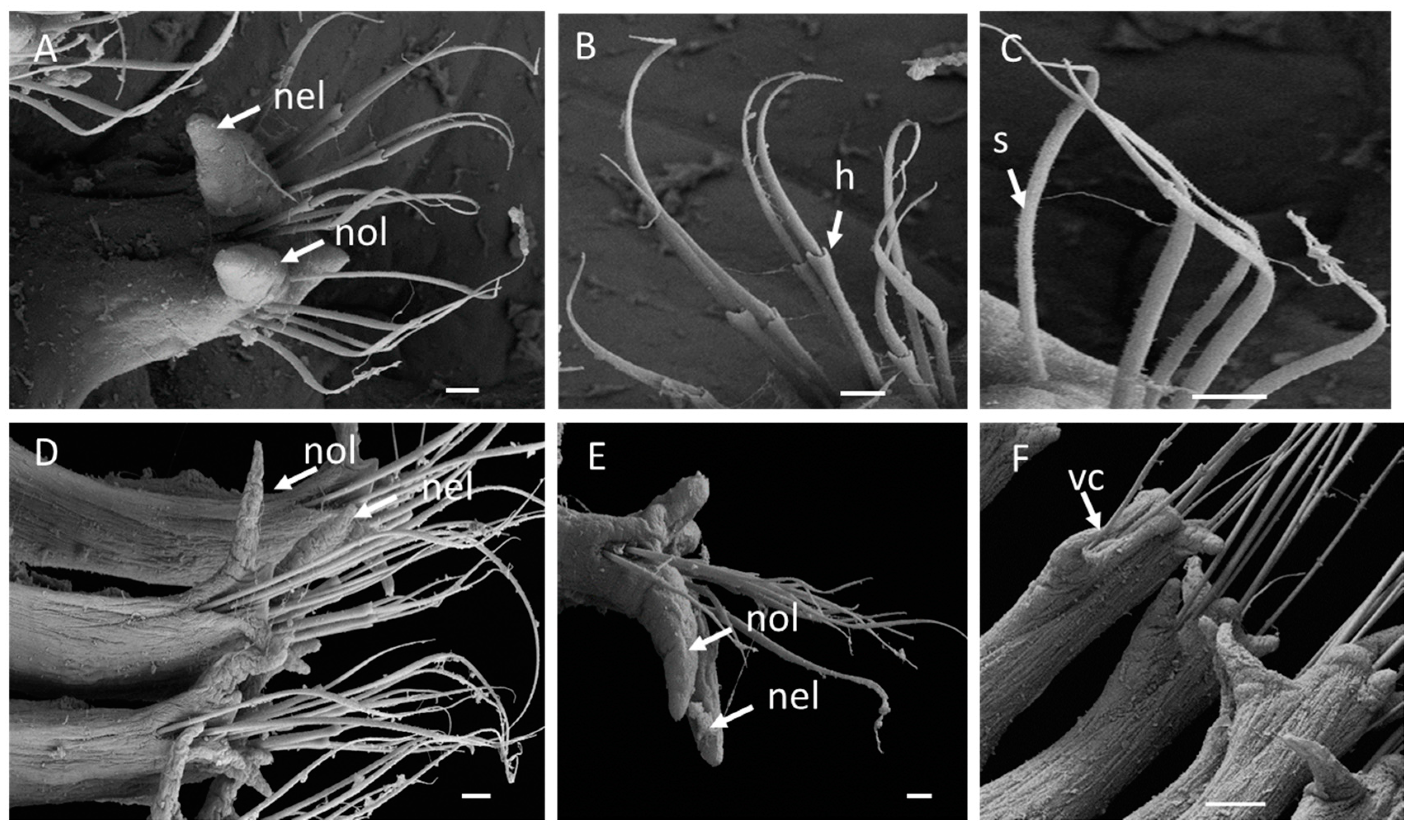 Diversity 12 00213 g004