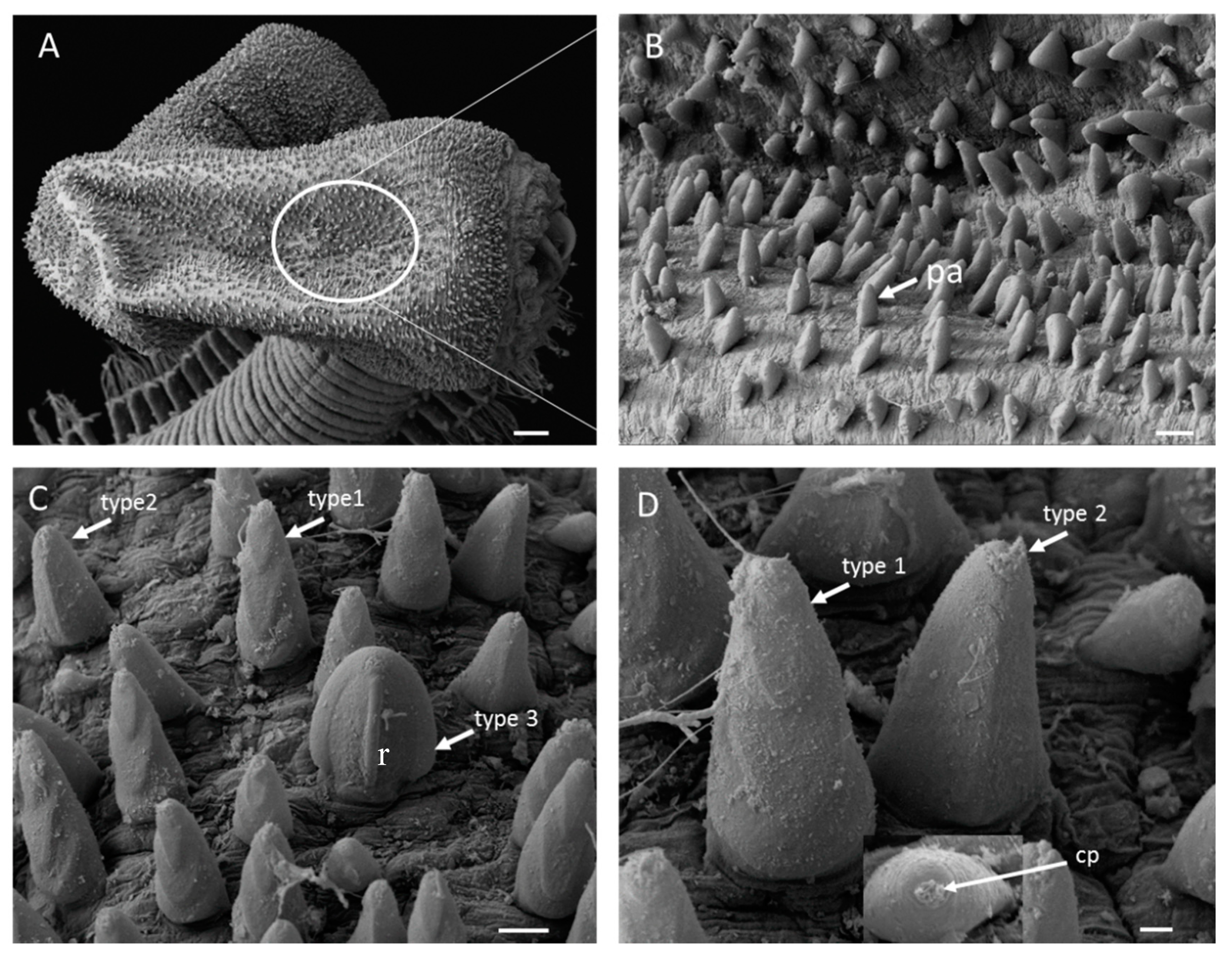 Diversity 12 00213 g005