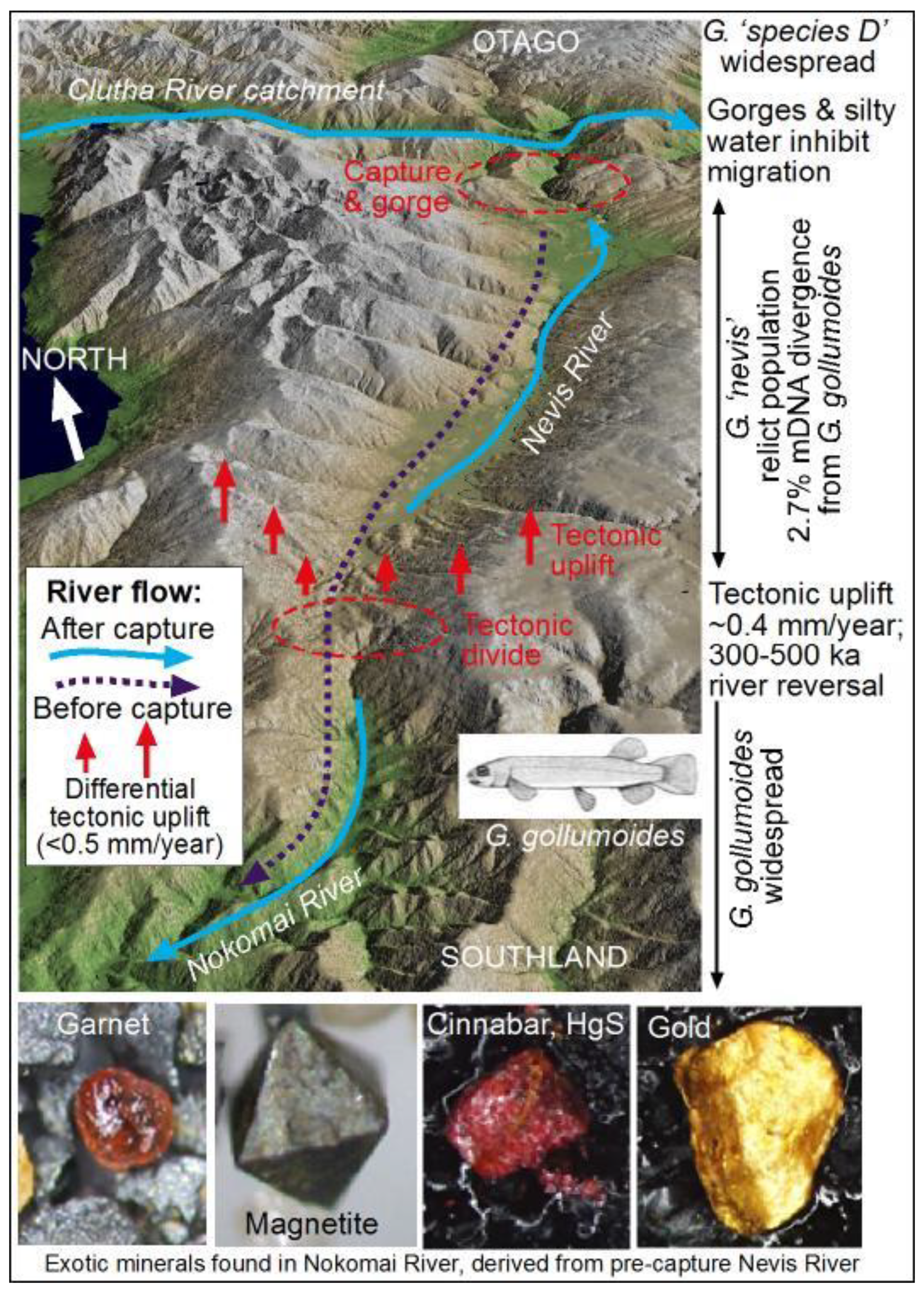 Diversity 12 00216 g003 Diversity 12 00216 g003