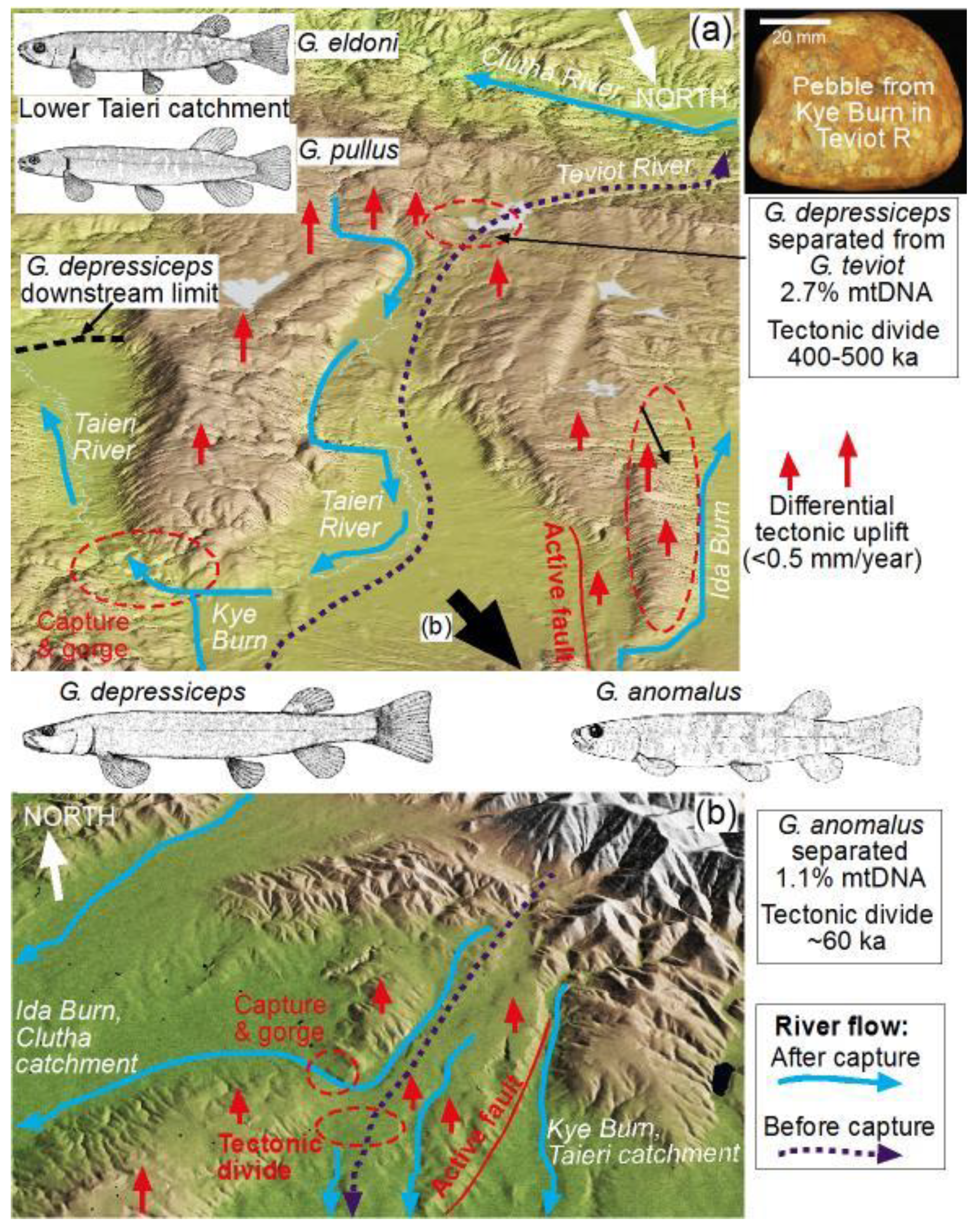 Diversity 12 00216 g004 Diversity 12 00216 g004