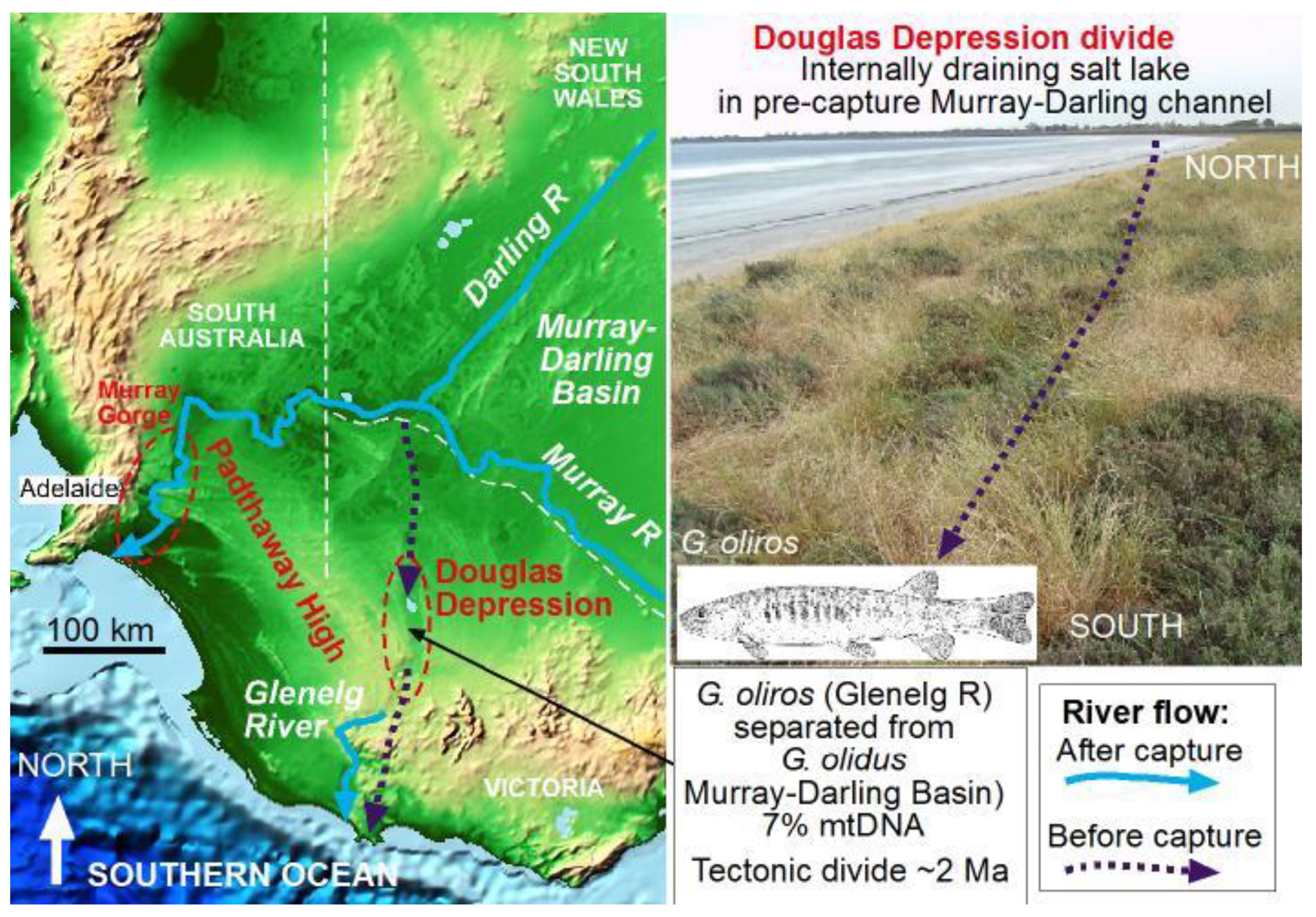 Diversity 12 00216 g005 Diversity 12 00216 g005