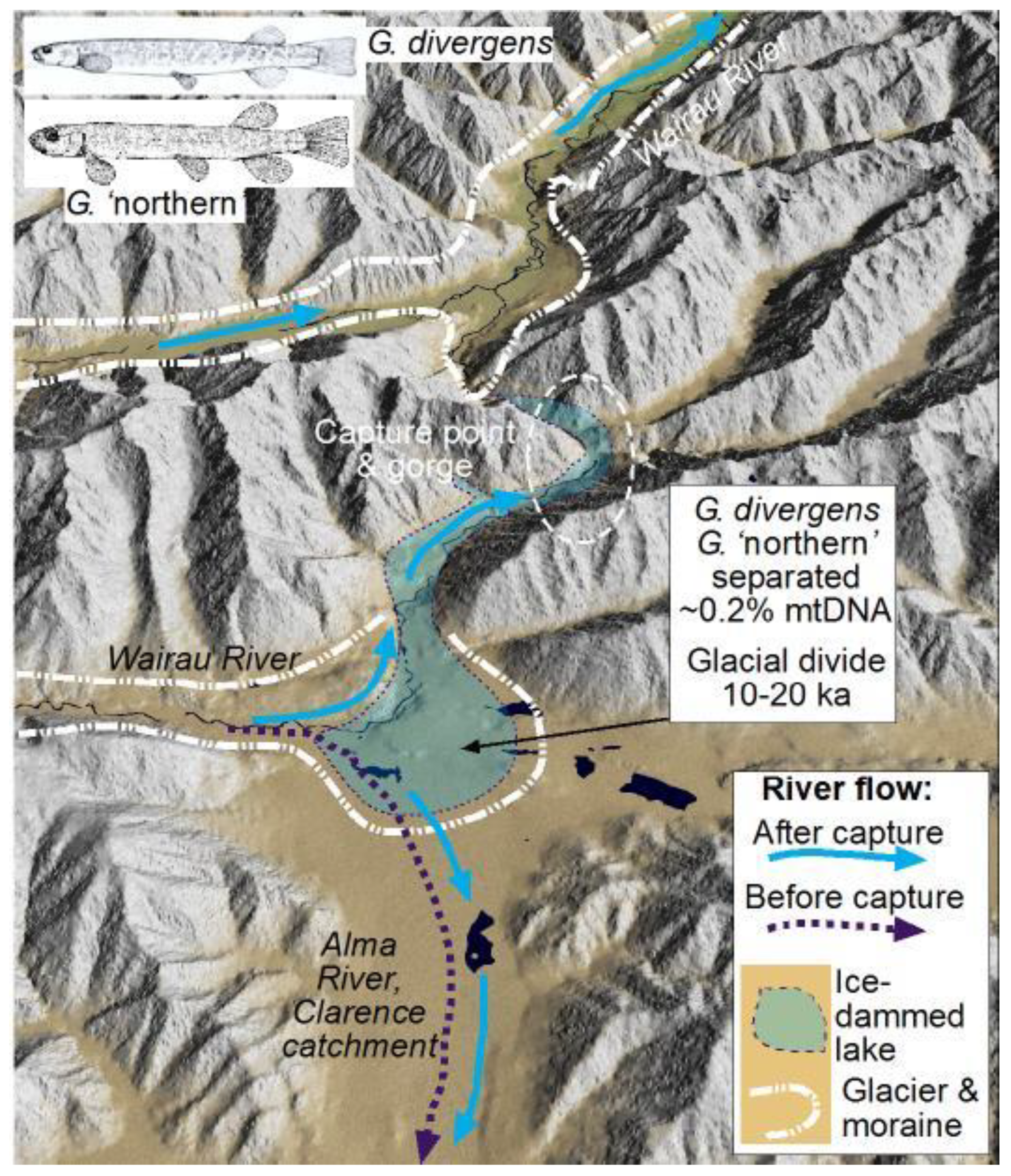 Diversity 12 00216 g007 Diversity 12 00216 g007