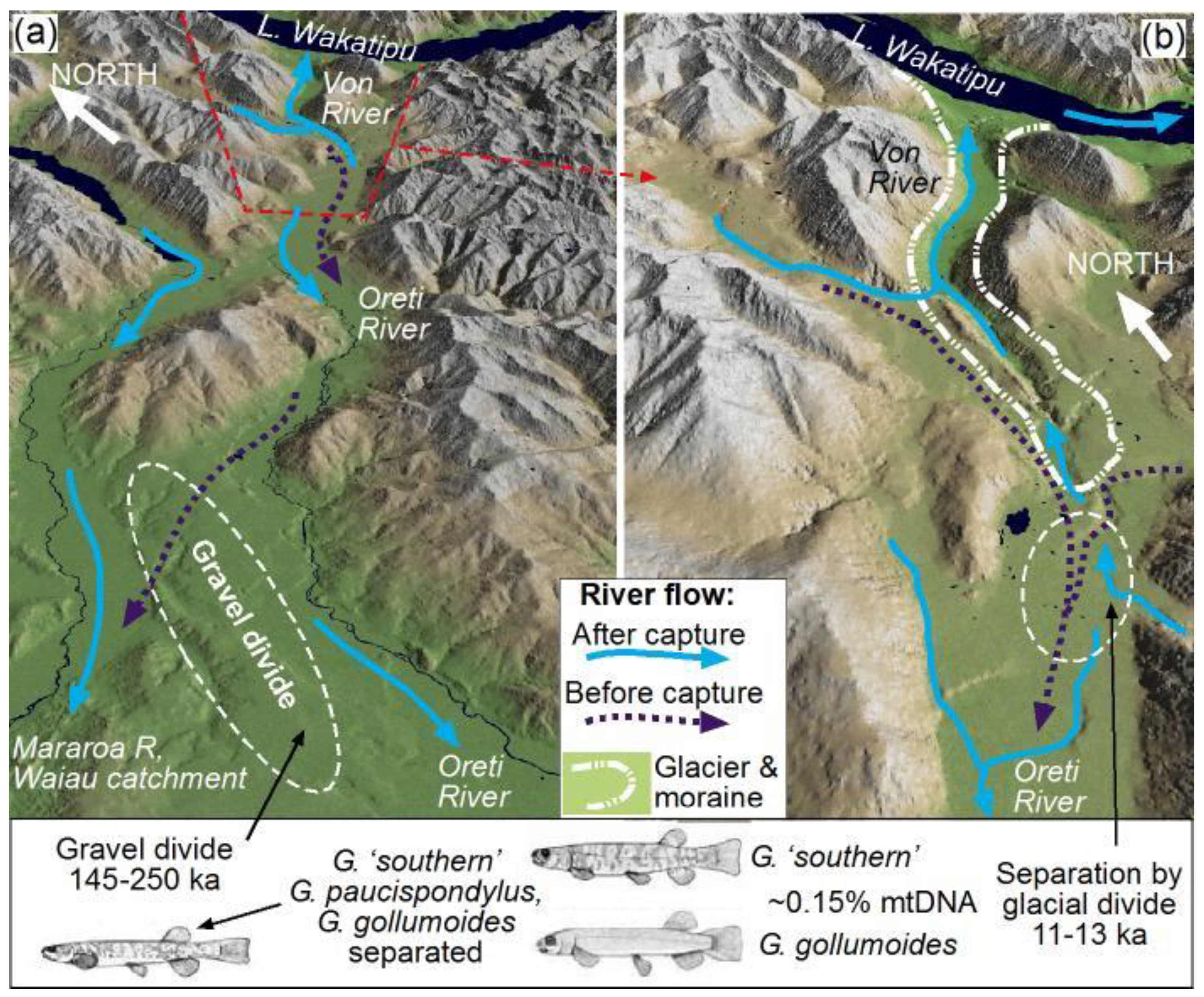 Diversity 12 00216 g008 Diversity 12 00216 g008