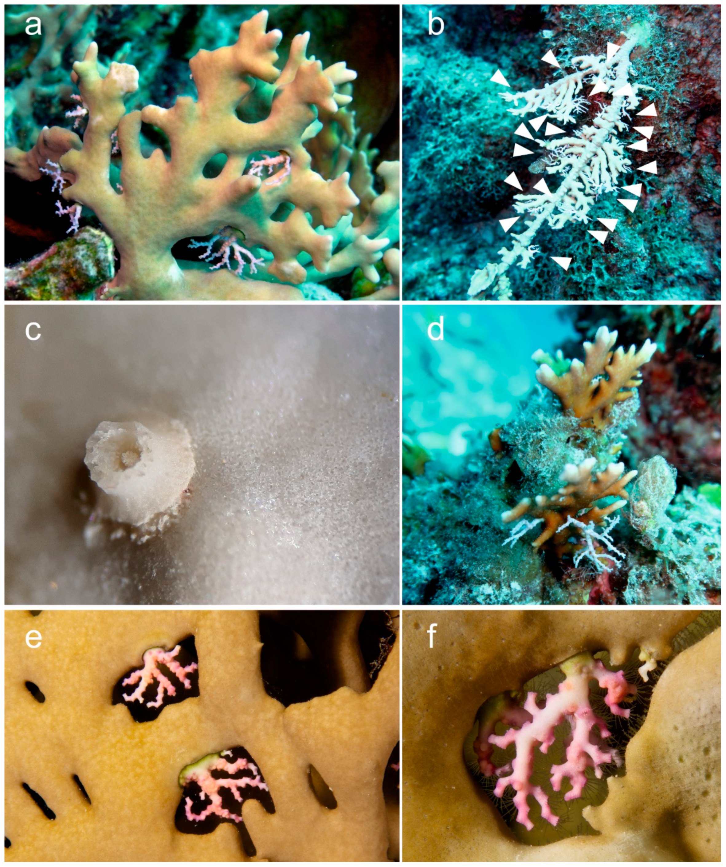 Diversity 12 00218 g002 Diversity 12 00218 g002