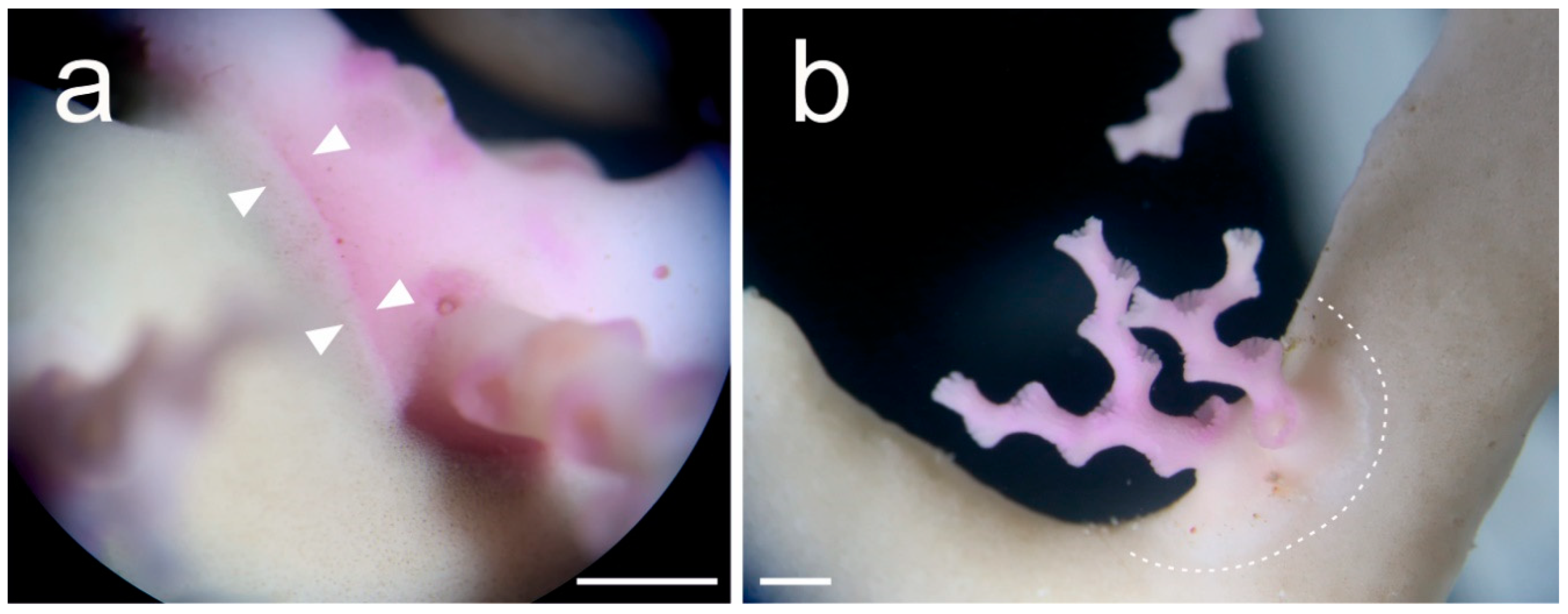 Diversity 12 00218 g003 Diversity 12 00218 g003