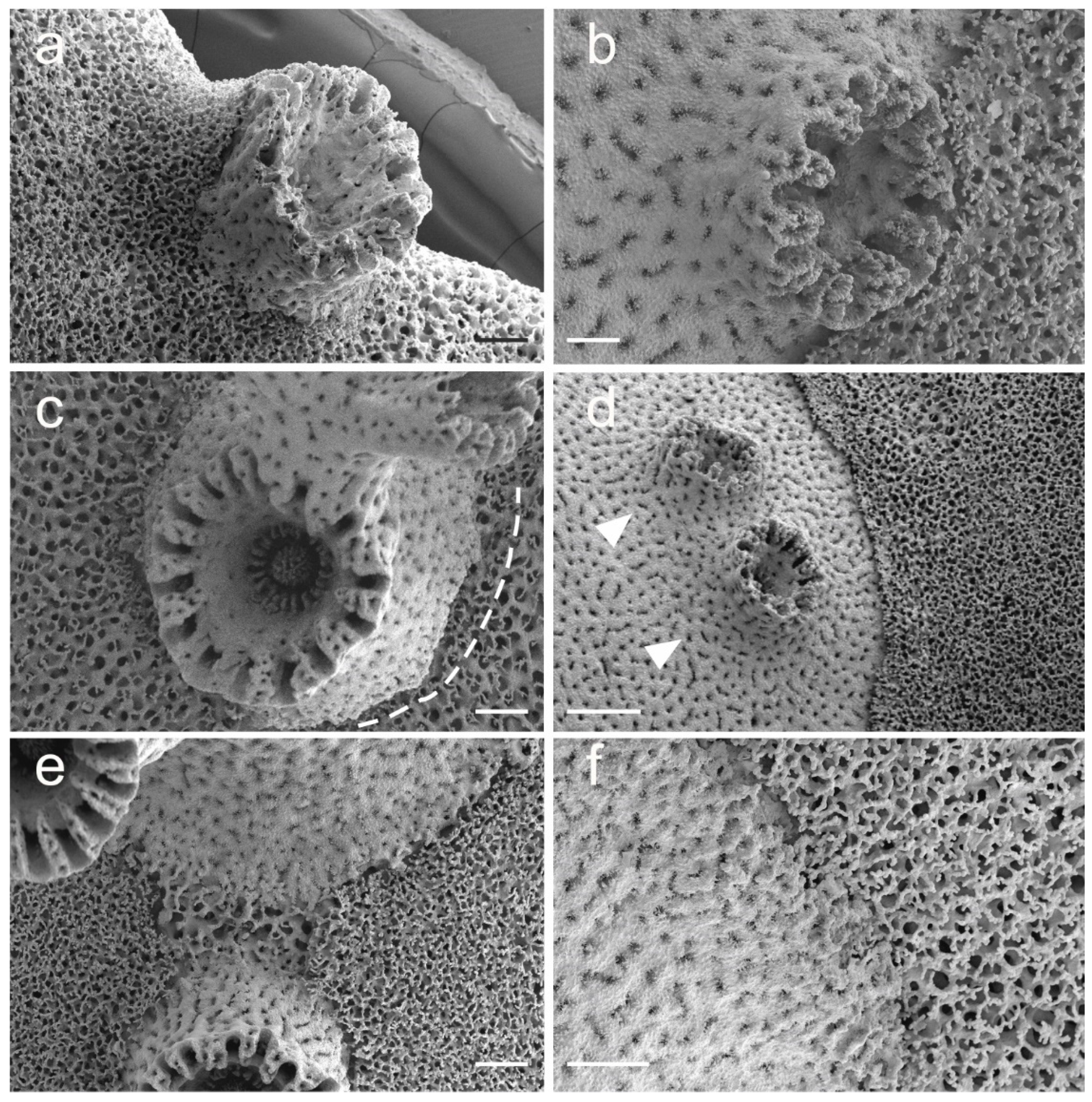 Diversity 12 00218 g004 Diversity 12 00218 g004