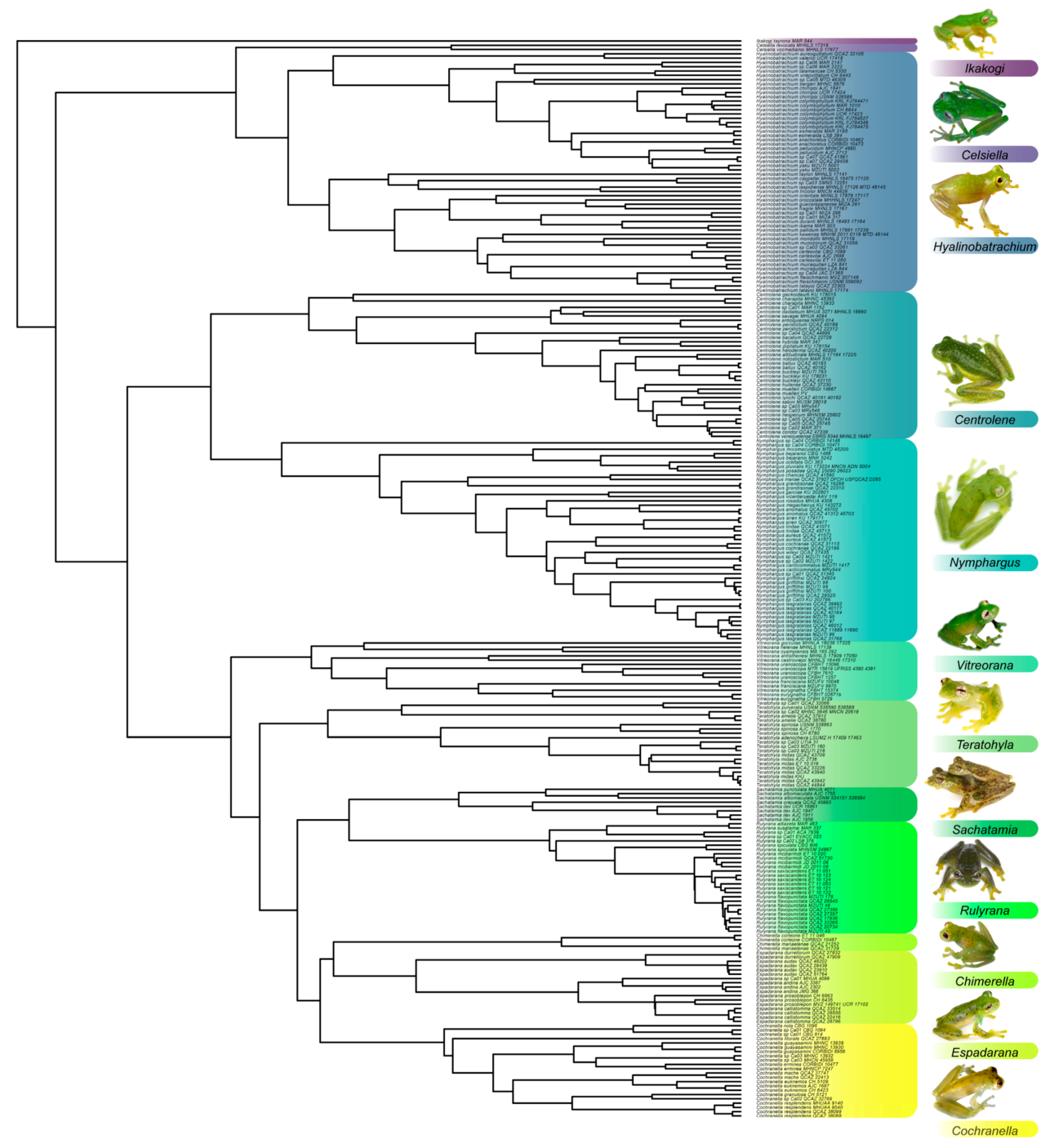 Diversity 12 00222 g001