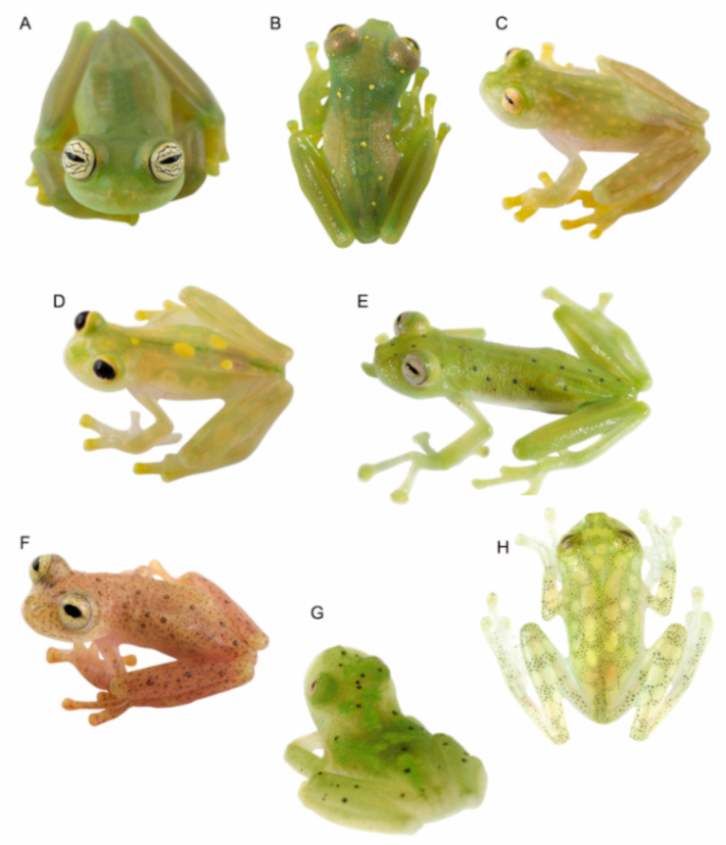 Diversity 12 00222 g002