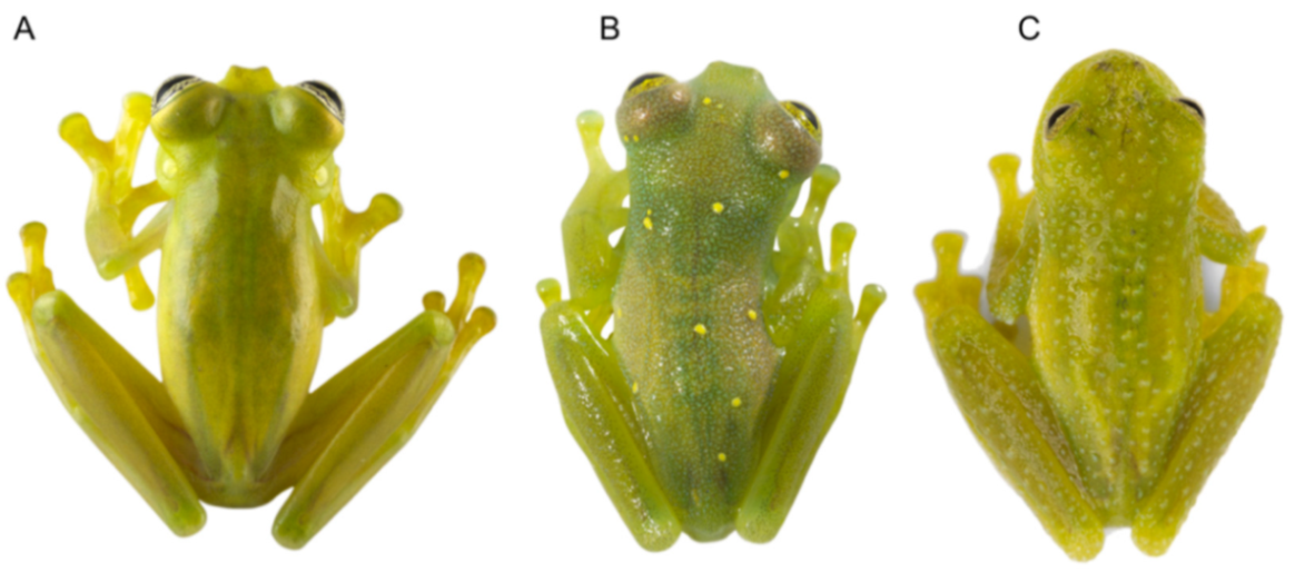 Diversity 12 00222 g009