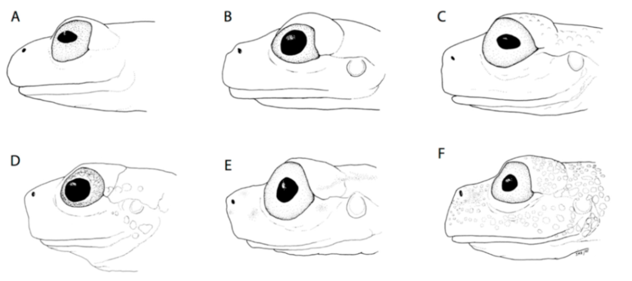 Diversity 12 00222 g010