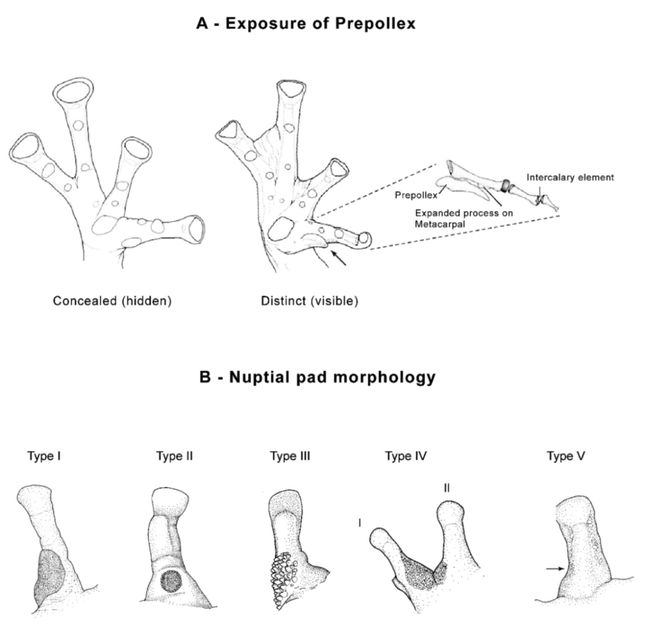 Diversity 12 00222 g012