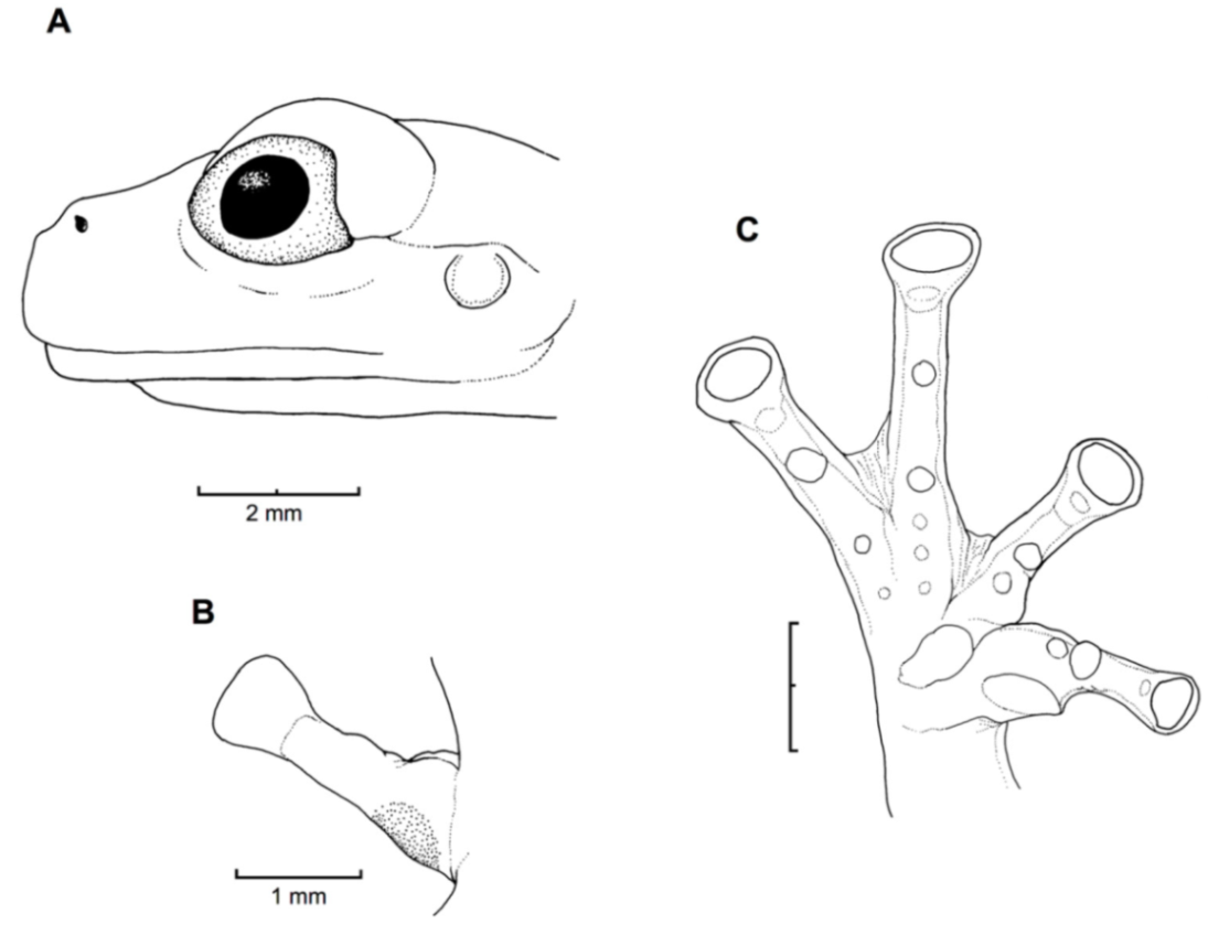 Diversity Free Full-Text Glassfrogs of Ecuador Diversity, Evolution, and Conservation