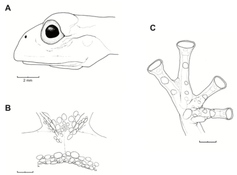 Diversity 12 00222 g026