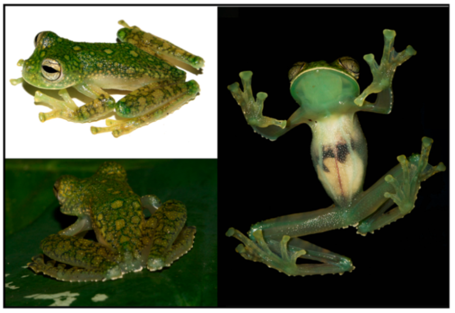 Diversity 12 00222 g030