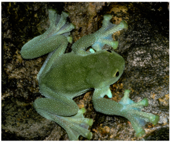 Diversity 12 00222 g034