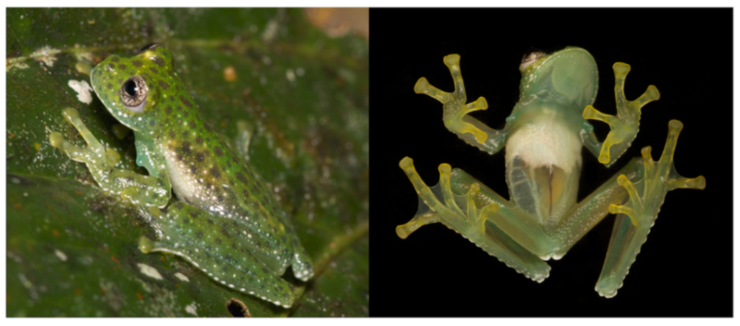 Diversity 12 00222 g041