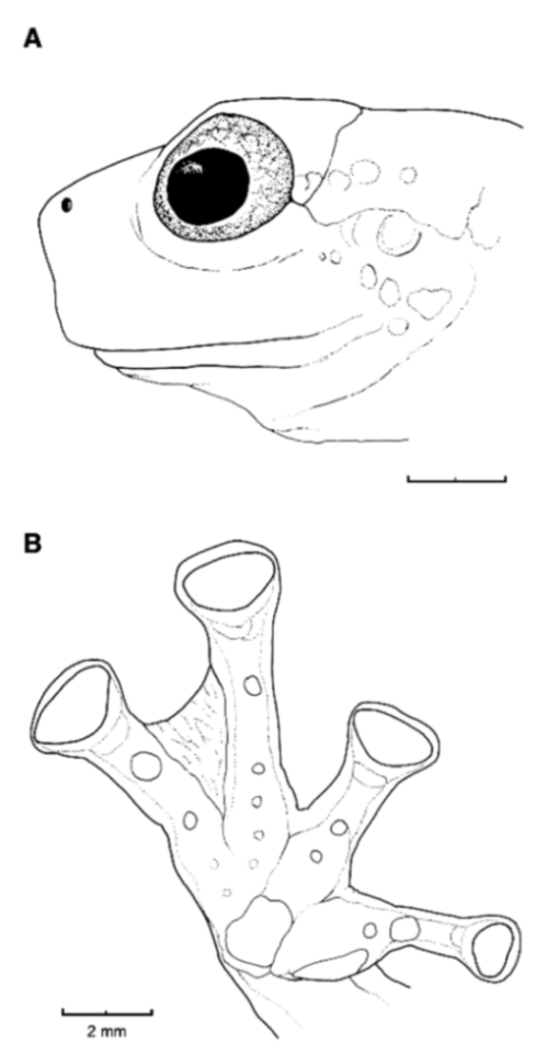 Diversity 12 00222 g048