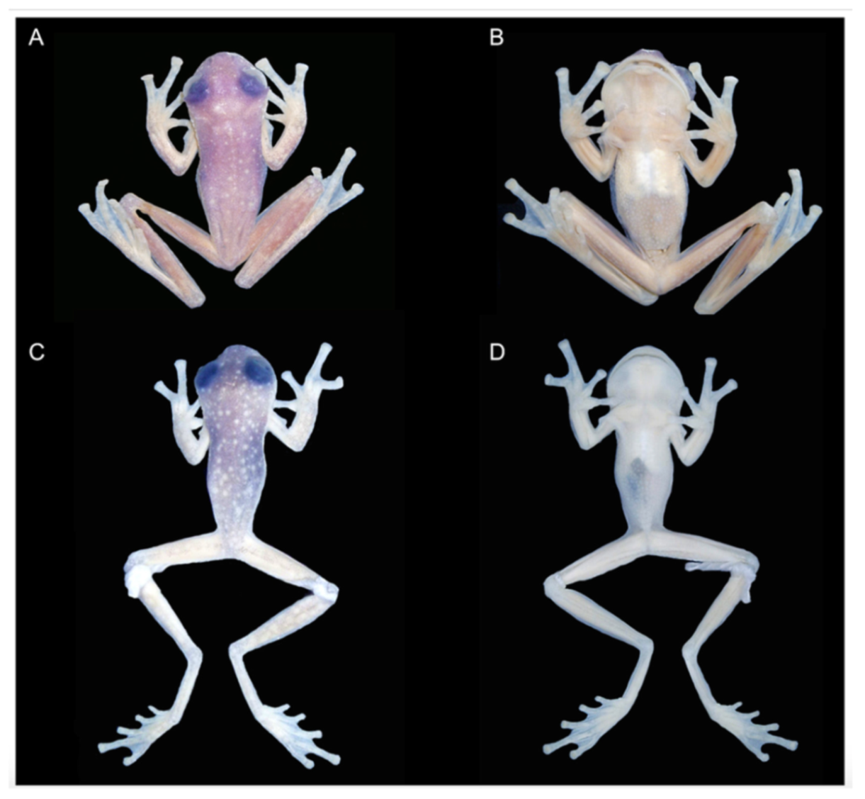 Diversity 12 00222 g059