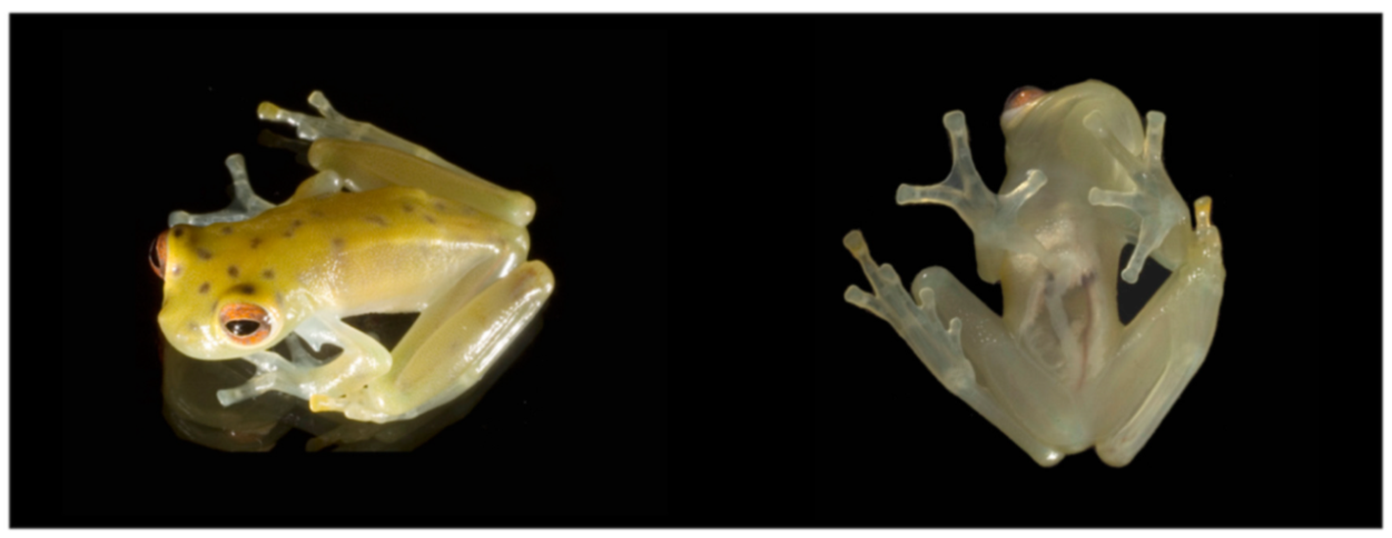 Diversity 12 00222 g070