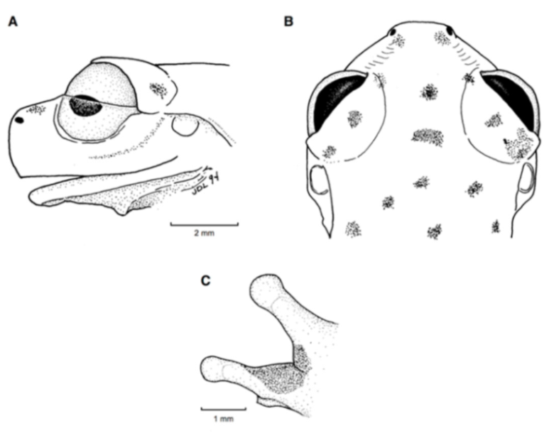 Diversity 12 00222 g072