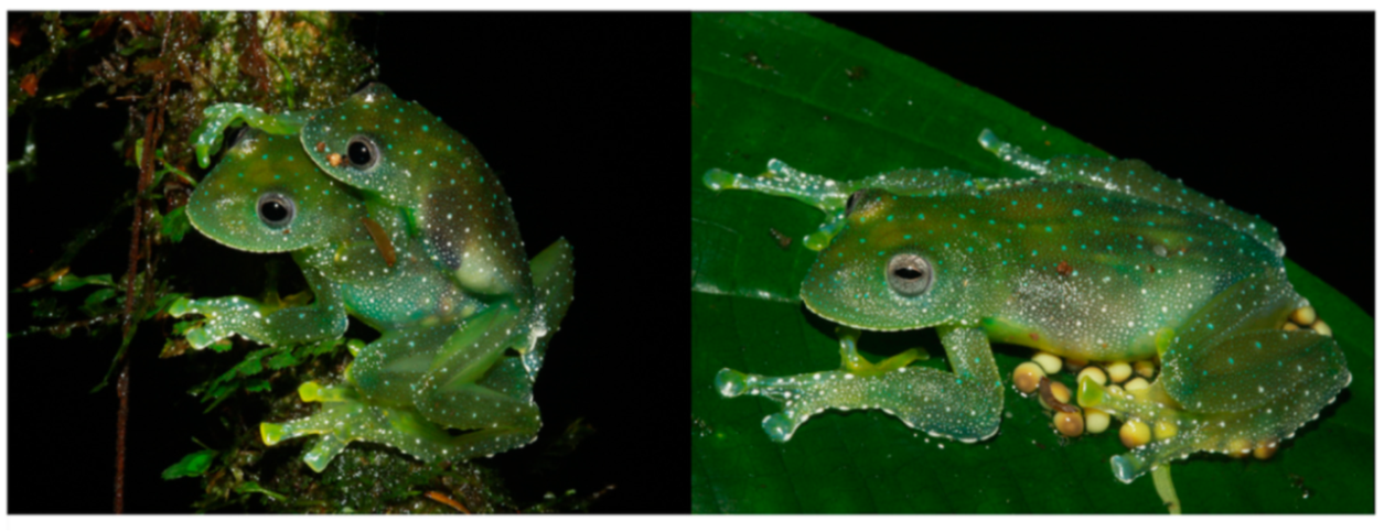 Diversity 12 00222 g077