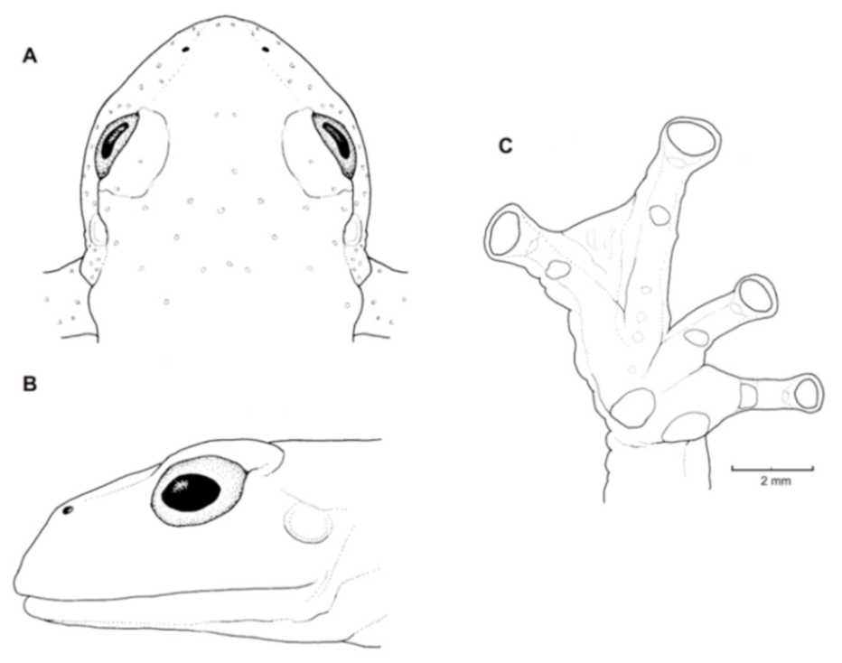 Diversity 12 00222 g078