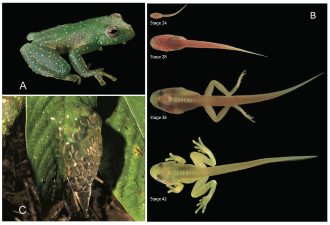 Diversity 12 00222 g079