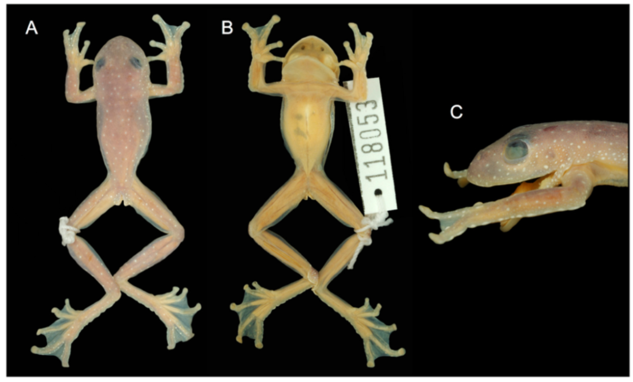 Diversity 12 00222 g081